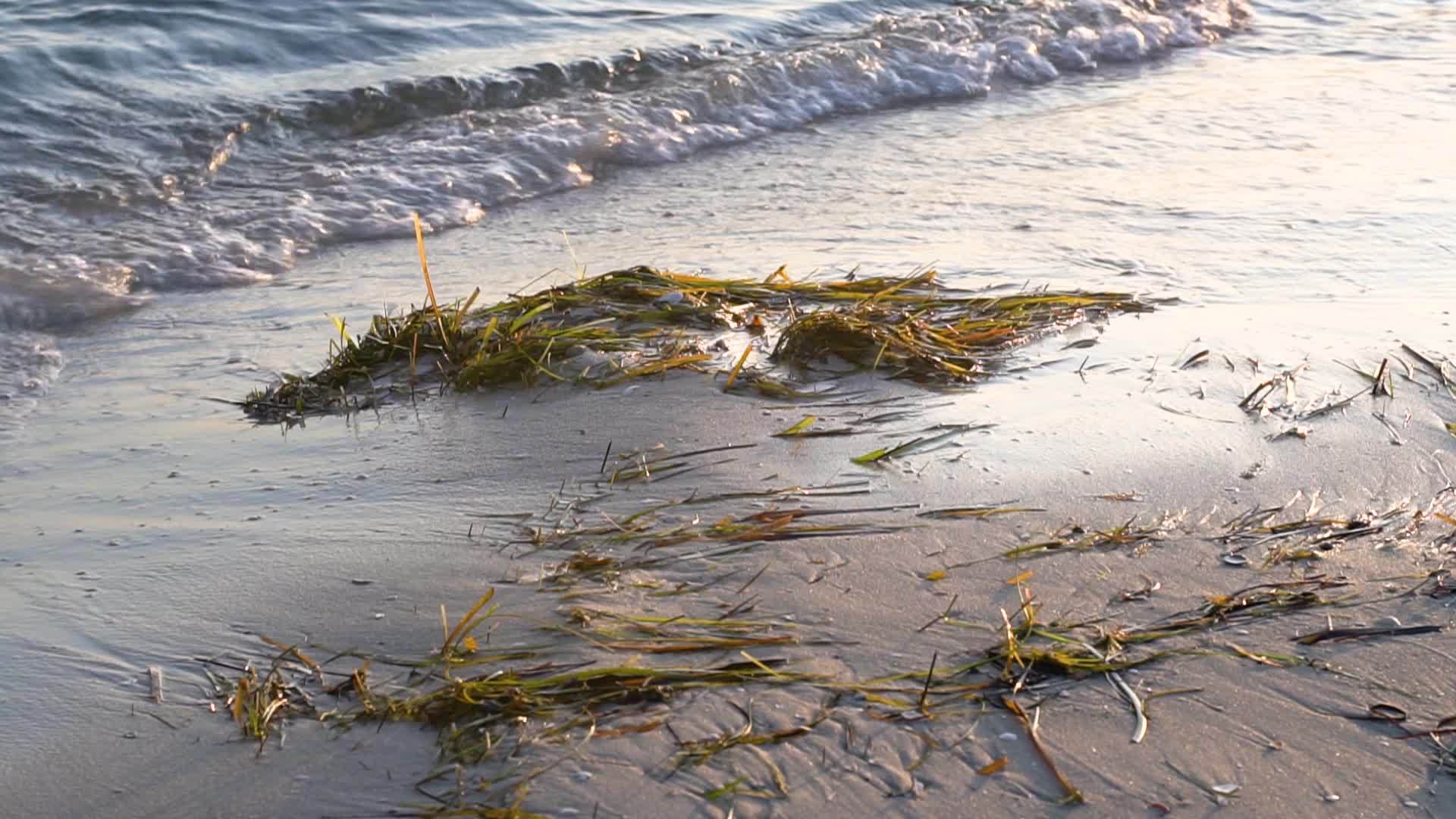 海滩上的藻类视频的预览图