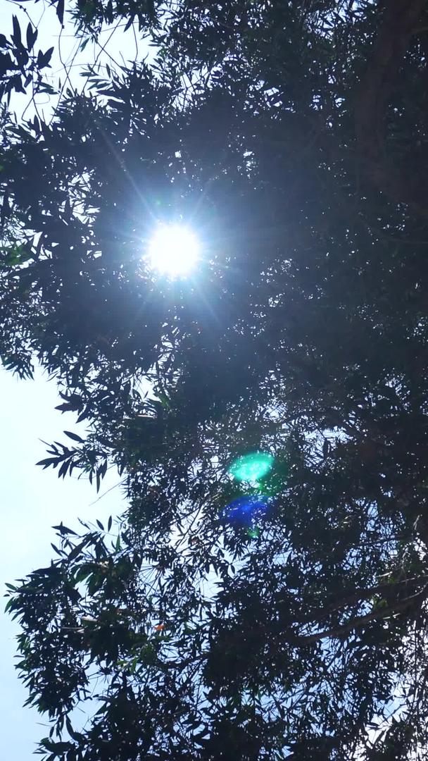 太阳光照进树叶的光影视频的预览图