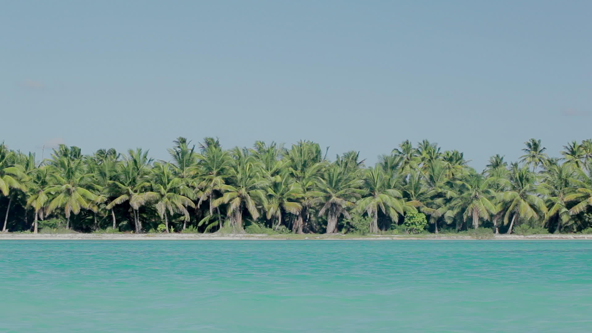 海边有棕榈和蓝色的海水视频的预览图