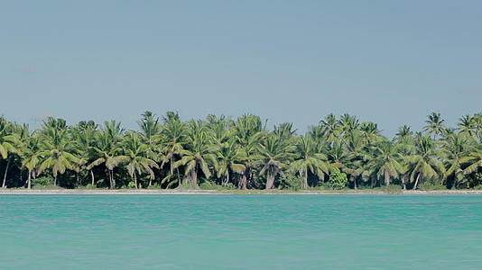海边有棕榈和蓝色的海水视频的预览图