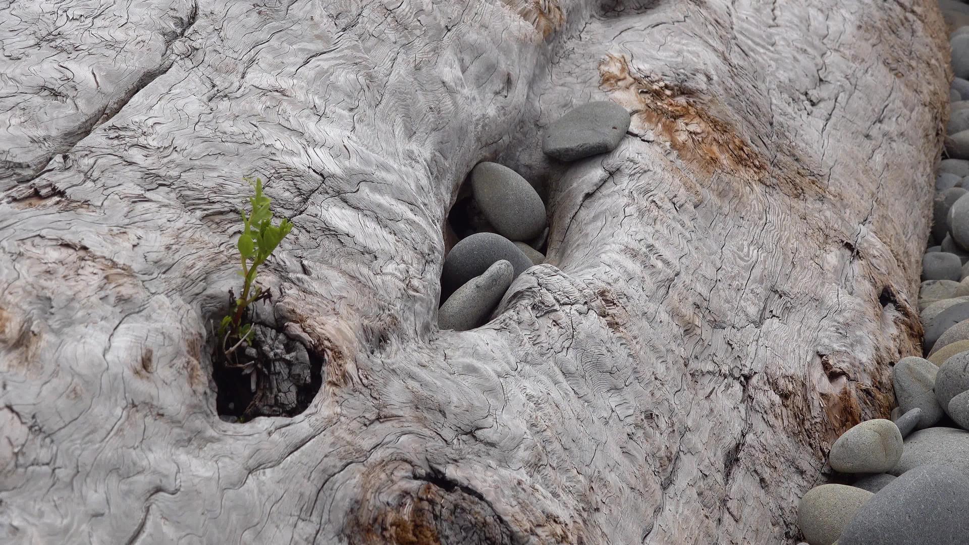 在太平洋岸边一棵小树长在老死树的树干上视频的预览图