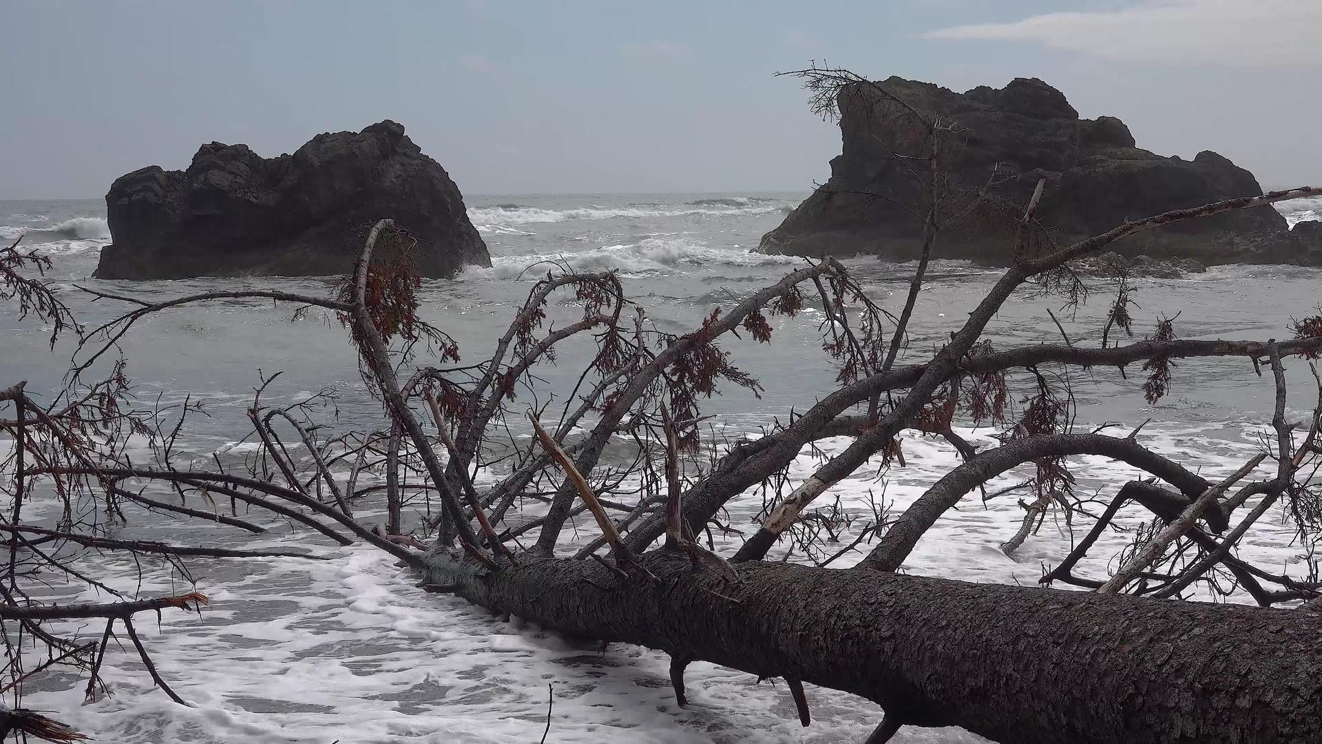 太平洋海岸的树干掉进了大海滩的水里视频的预览图