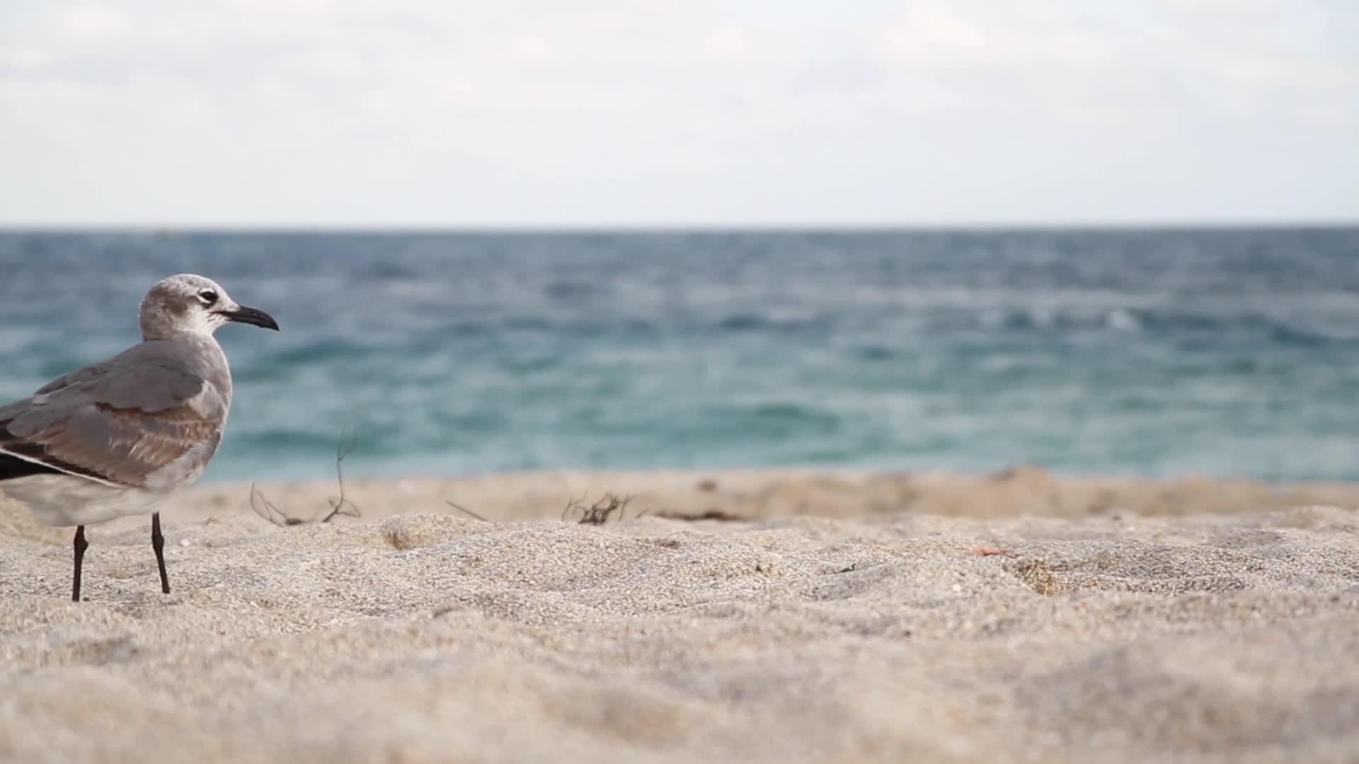 海鸥靠近蓝海沙岸视频的预览图
