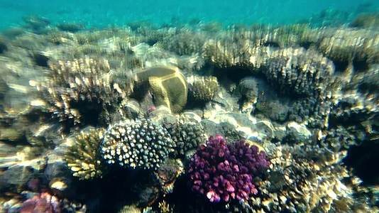 原始珊瑚礁有海绵和小鱼视频的预览图