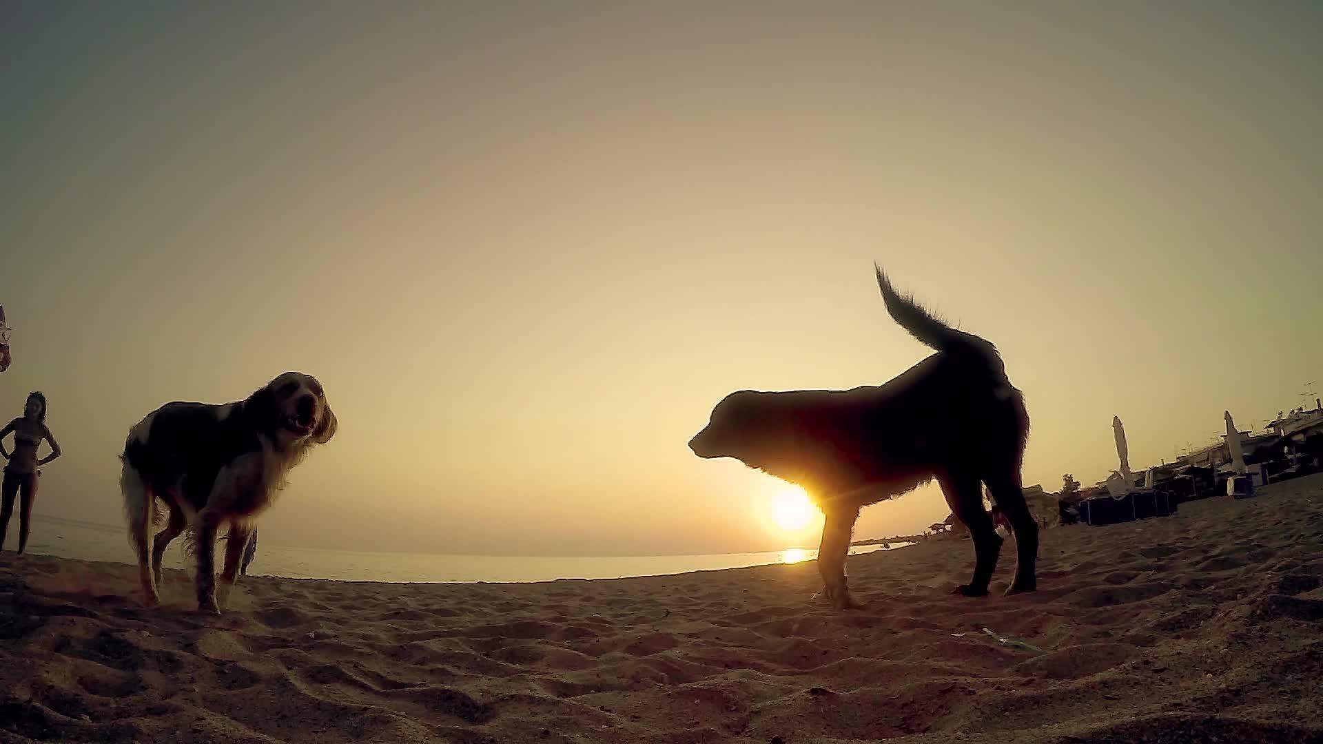 一只狗在海边日落时看着它嗅着相机的慢动作视频的预览图