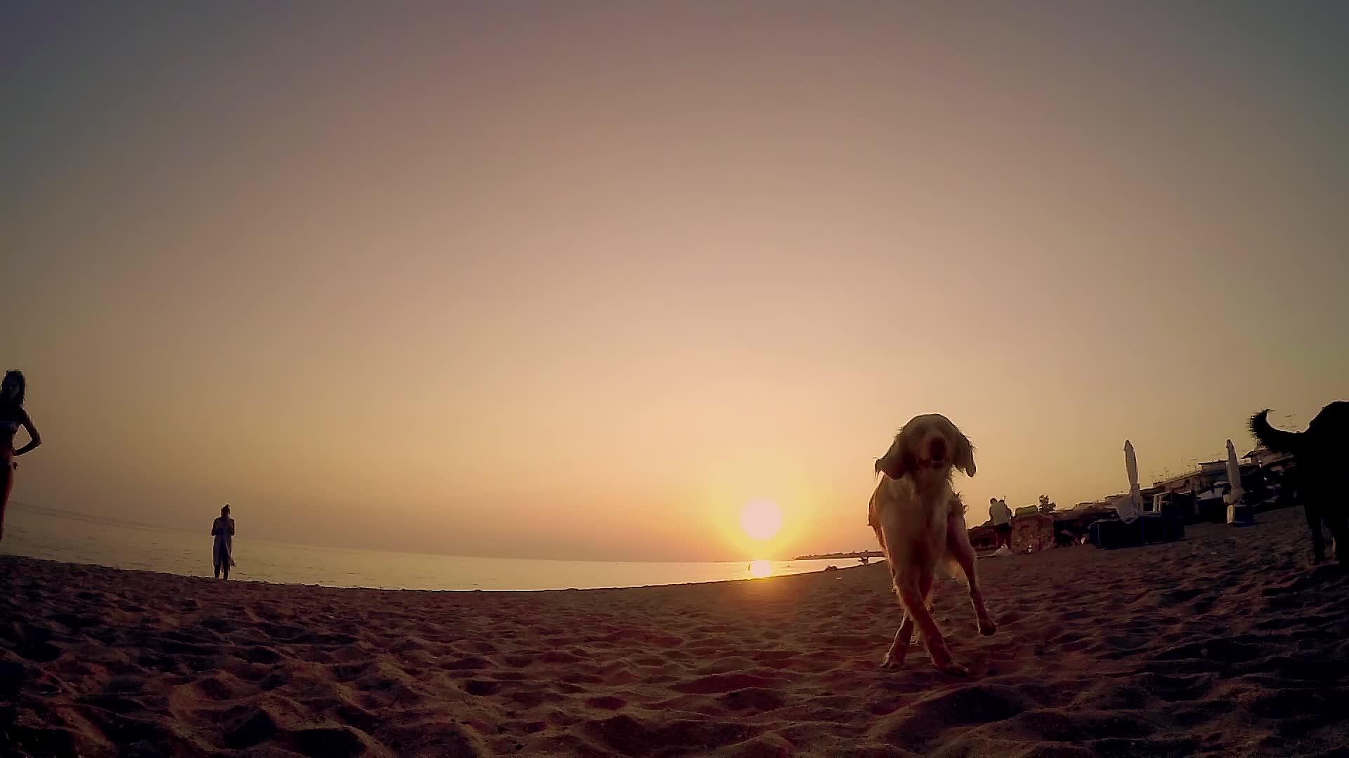 一只狗在海边日落时看着它嗅着相机的慢动作视频的预览图