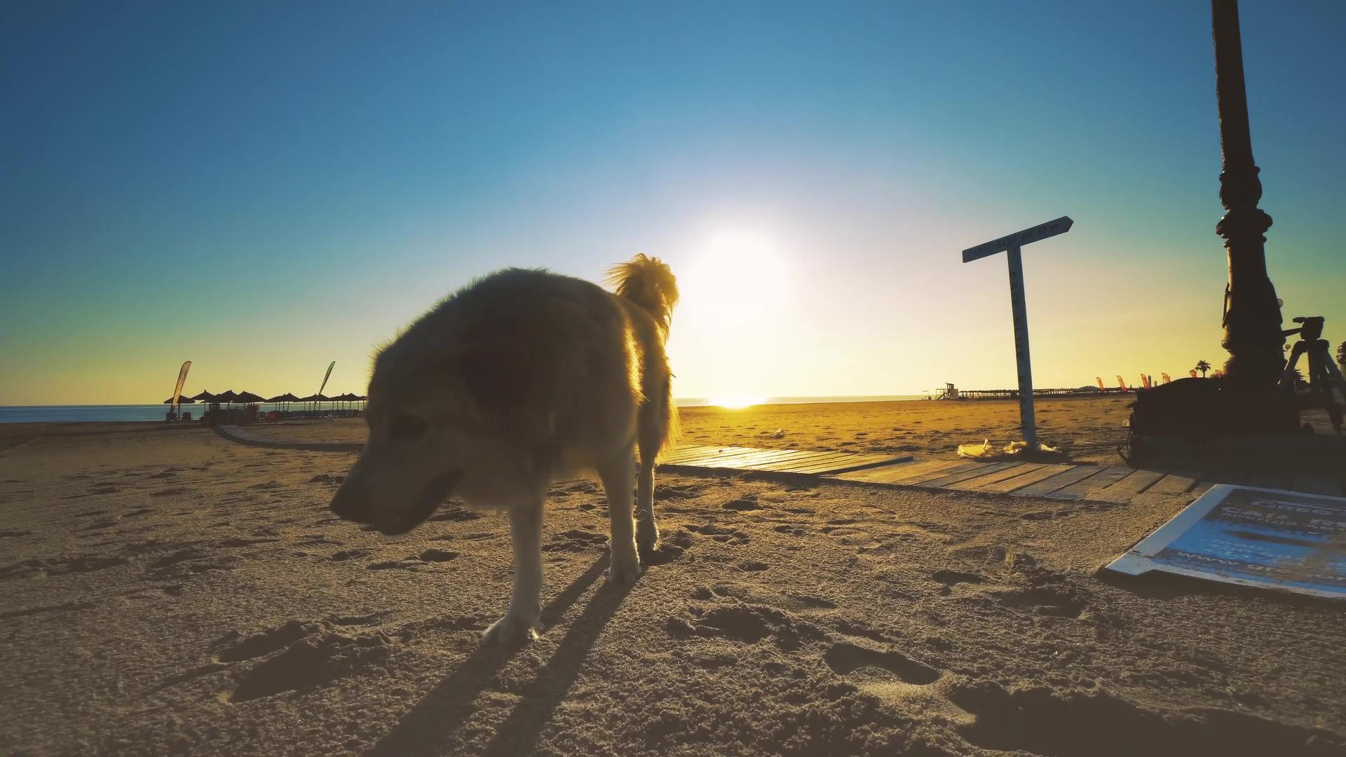 白金寻金犬在海滩上行走的景象视频的预览图