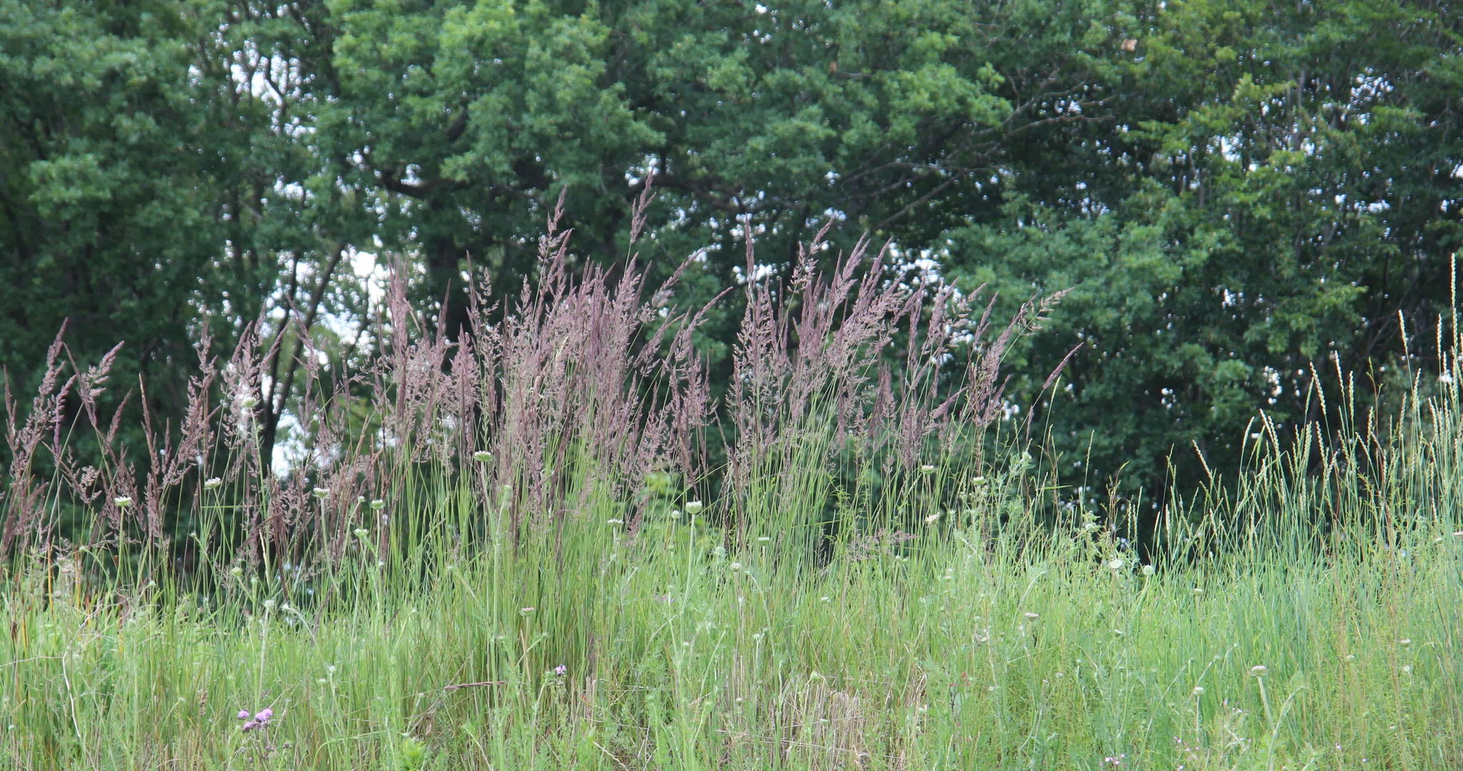高高的草茎在风中轻轻地轻轻地移动视频的预览图