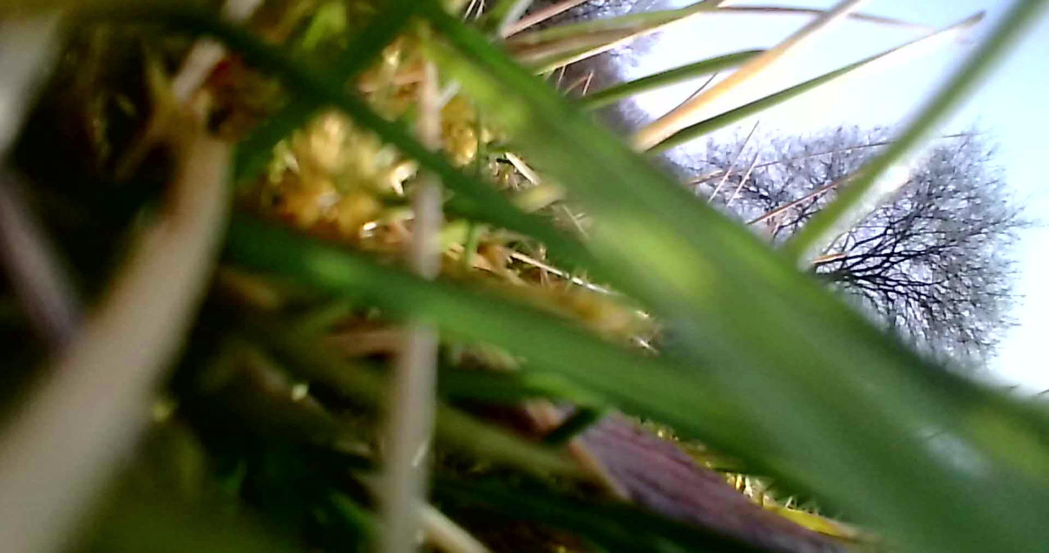 高草的树枝很容易移动视频的预览图