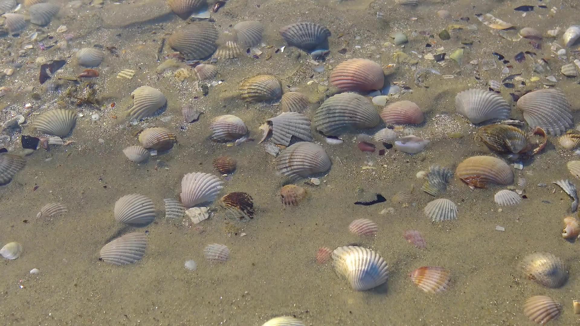 海浪覆盖着海滩上的贝壳海浪溅在贝壳上视频的预览图