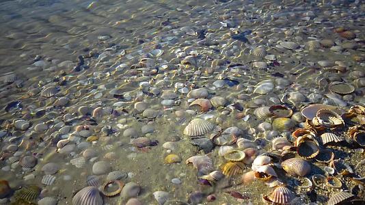 海浪覆盖着海滩上的贝壳海浪溅在贝壳上视频的预览图