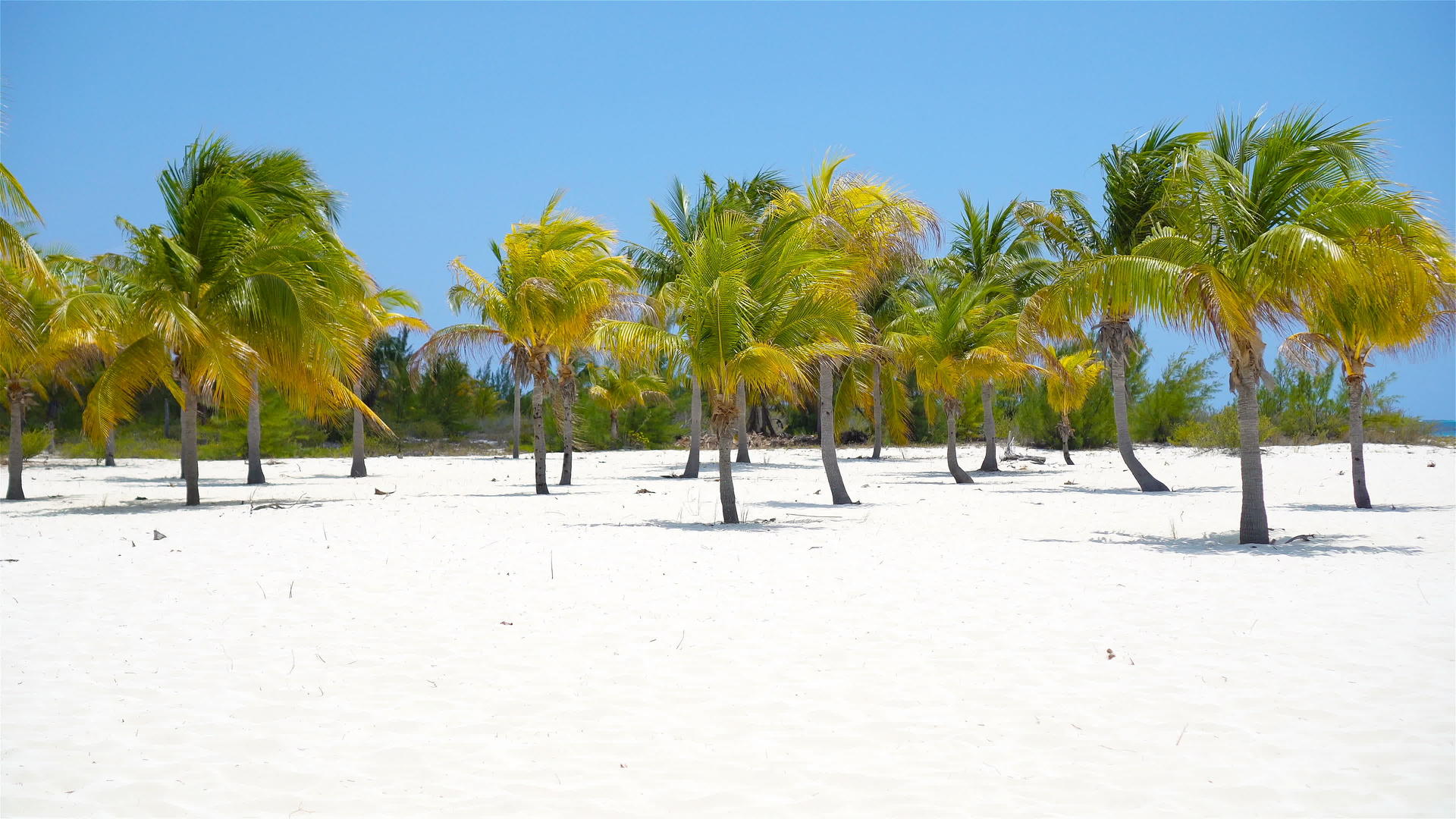 白色沙滩上的棕榈树sirenacoyolargo视频的预览图