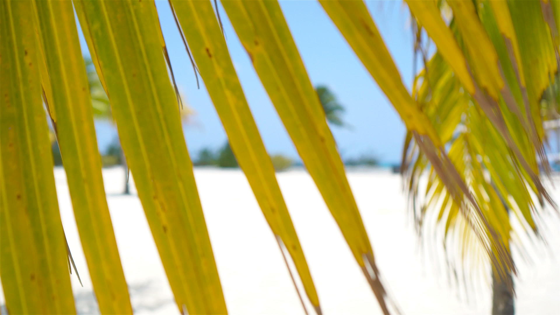白色沙滩上的棕榈树sirenacoyolargo视频的预览图