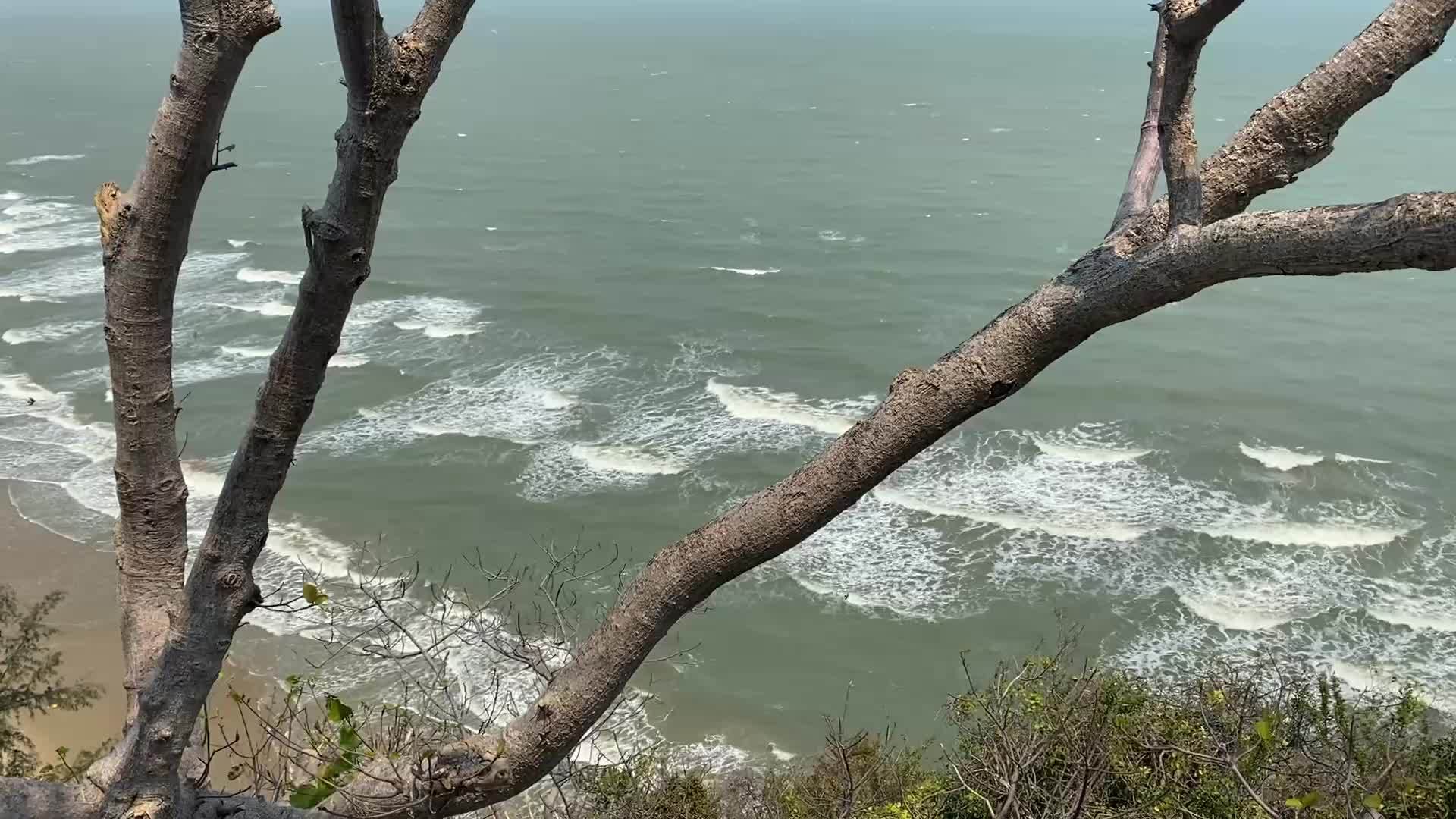 海和树视频的预览图