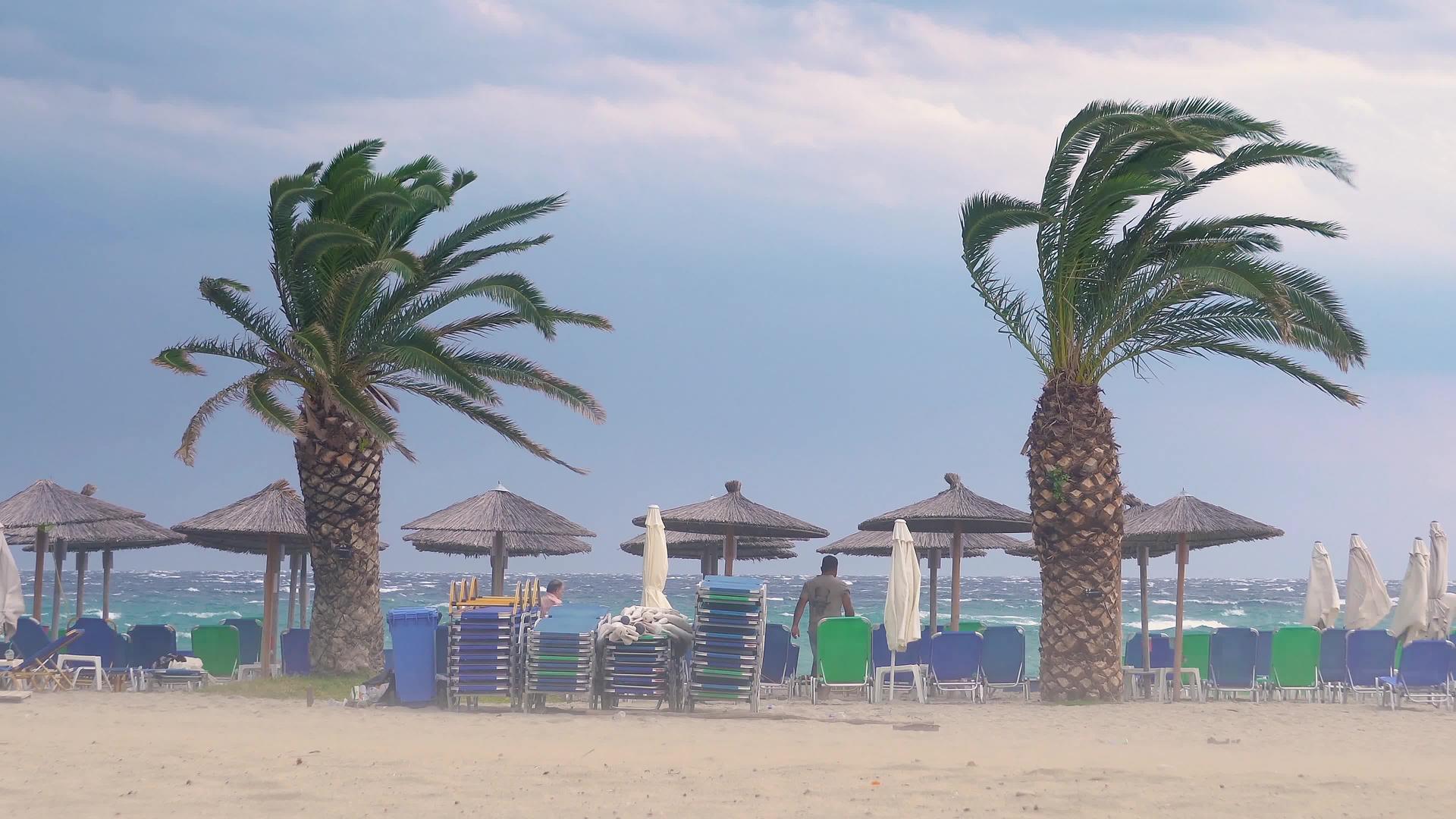 我们海湾海岸西部的强风吹过棕榈树视频的预览图
