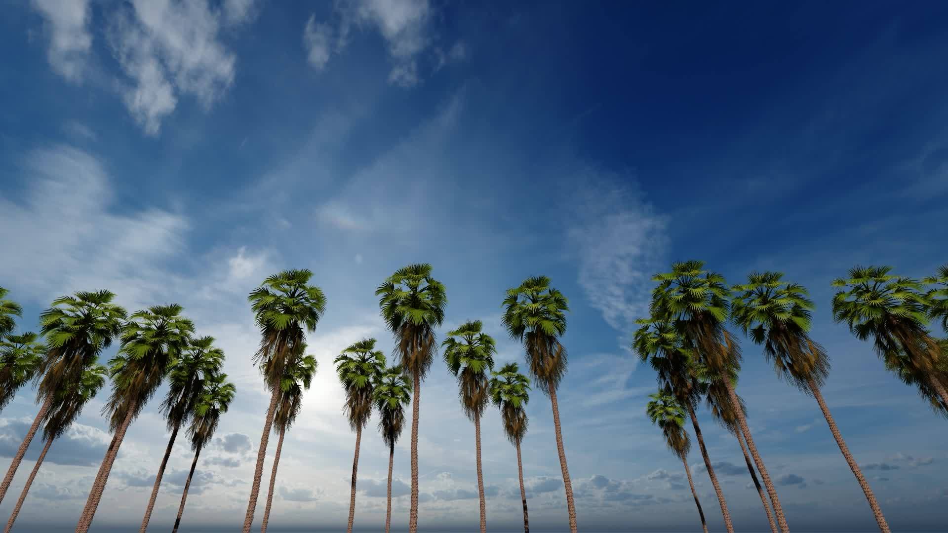 棕榈树中的一棵枣树有着美丽的蓝天视频的预览图