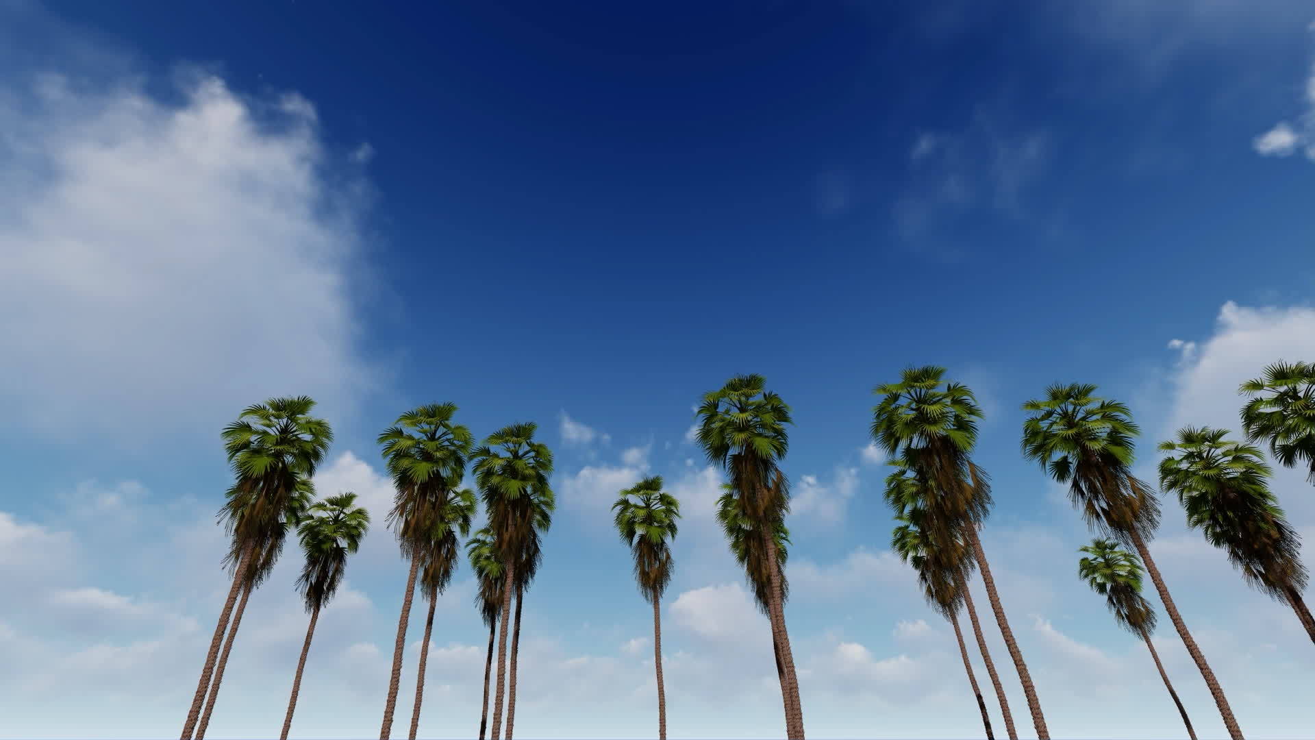 有美丽的蓝天棕榈树视频的预览图