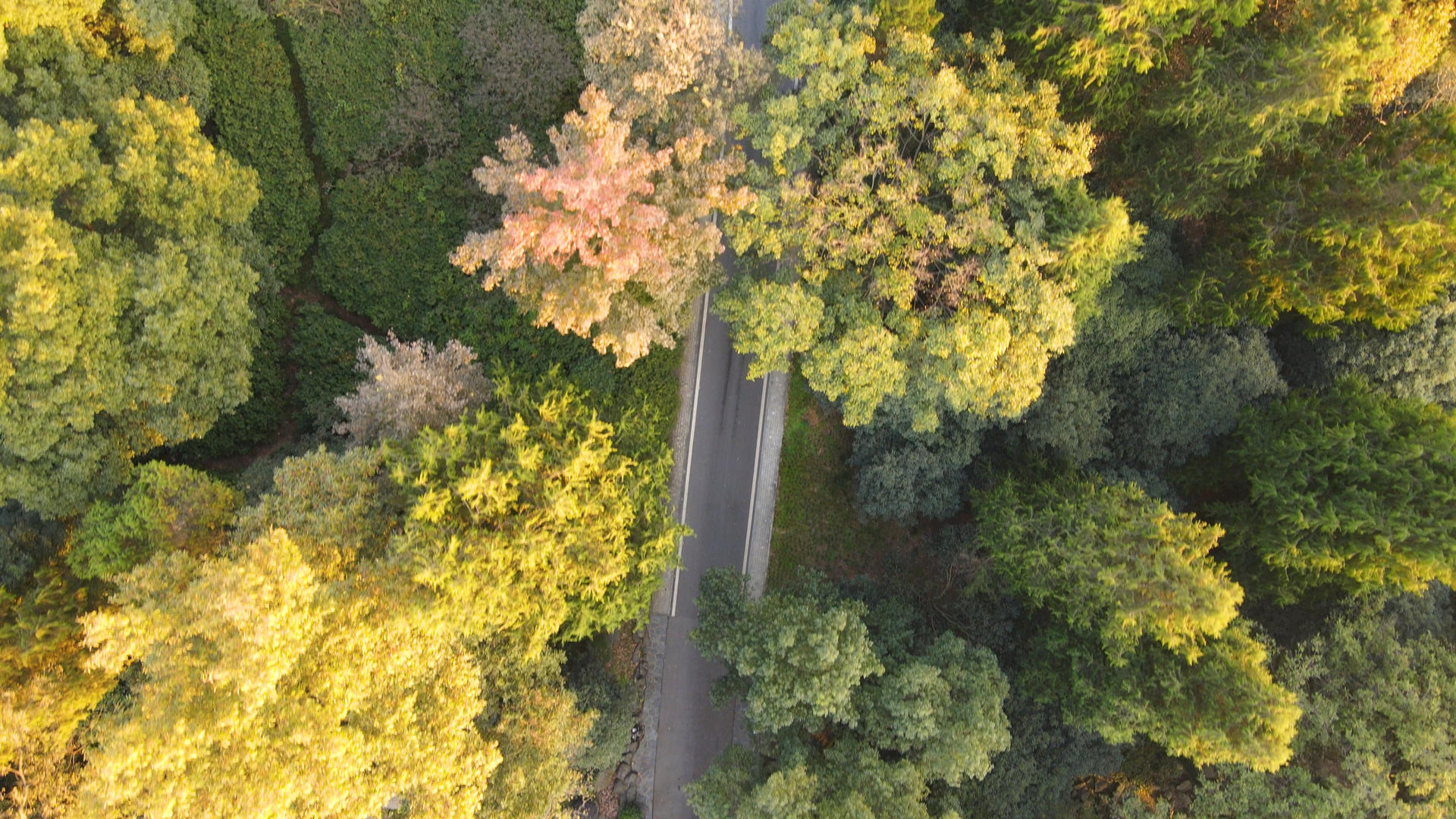 航拍城市景区道路秋天的色彩4k素材视频的预览图