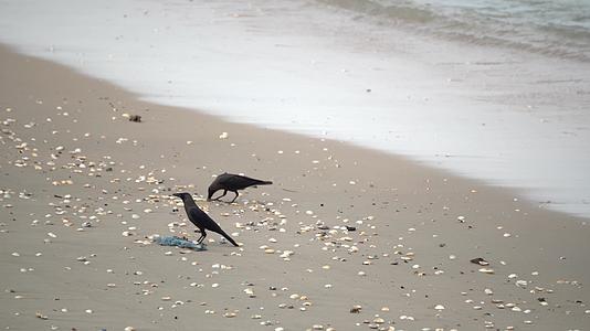 乌鸦和贝壳呆在海滩上视频的预览图