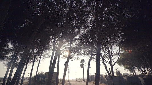 在森林松树和夏日阳光下向海滩走去视频的预览图