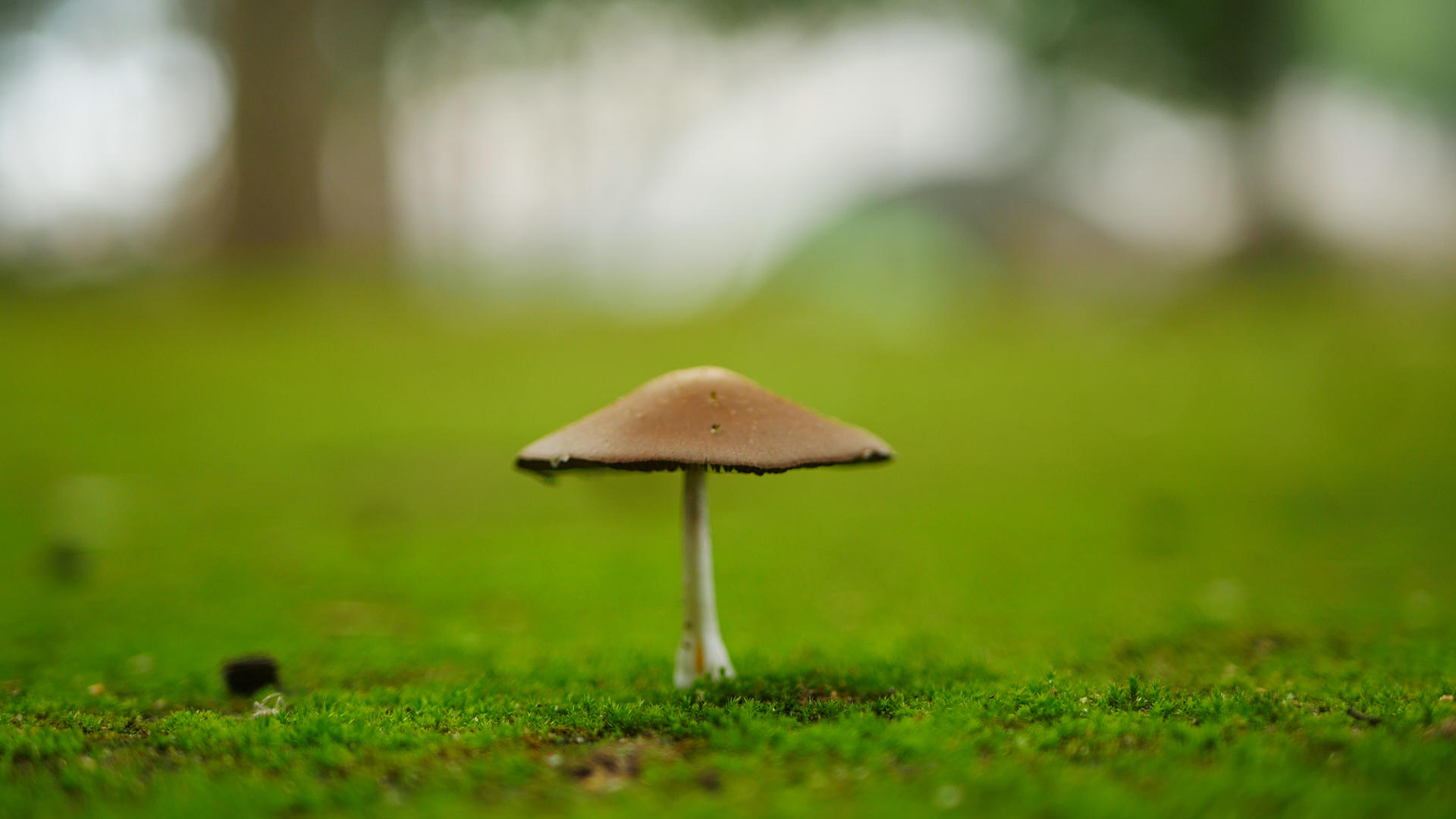 野蘑菇微距虚景实拍视频的预览图