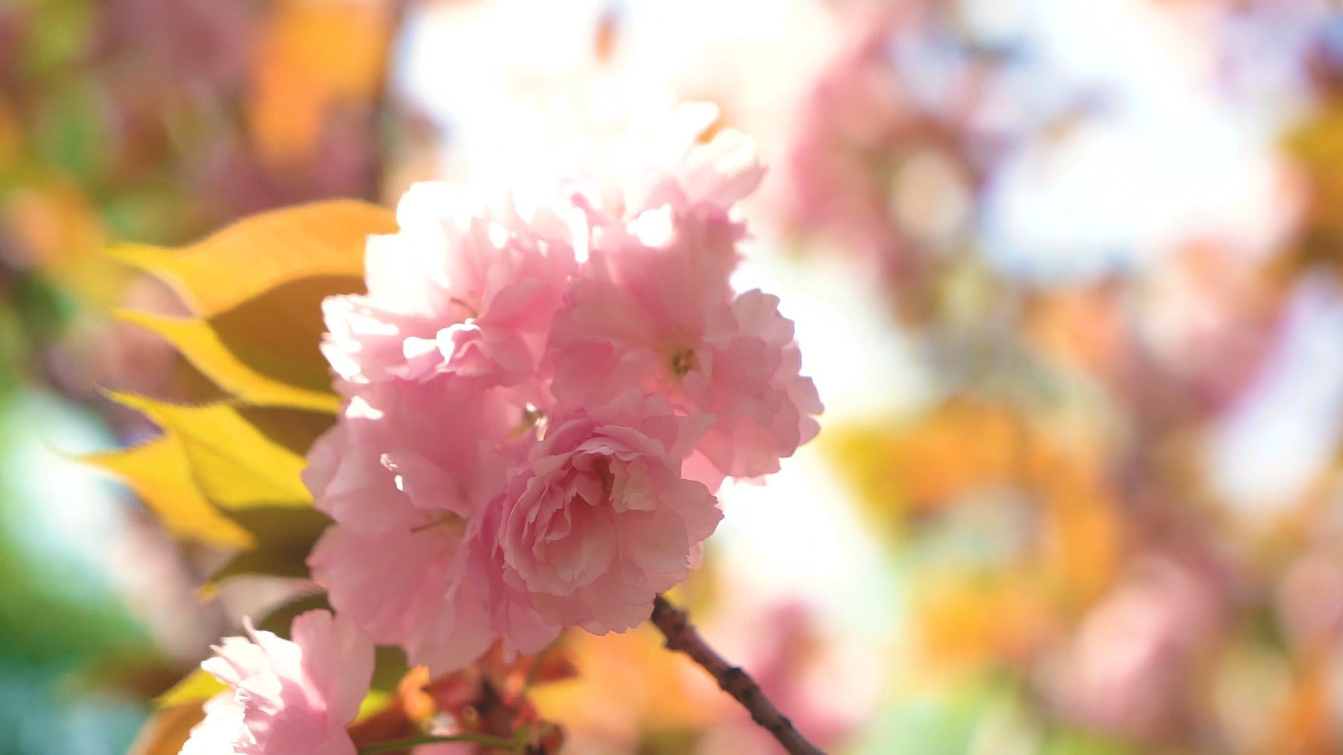 樱花树上的樱花视频的预览图