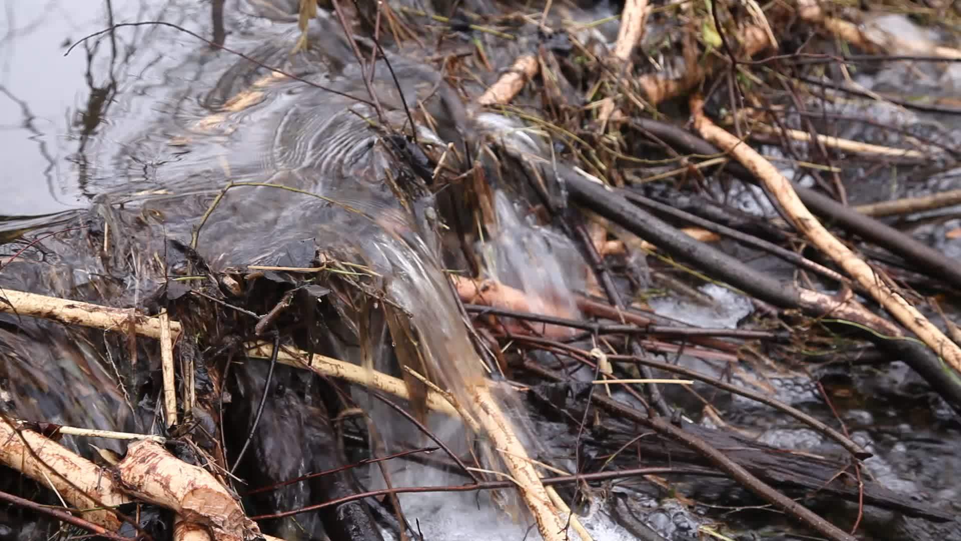 水流穿过河流海狸大坝关闭视频的预览图
