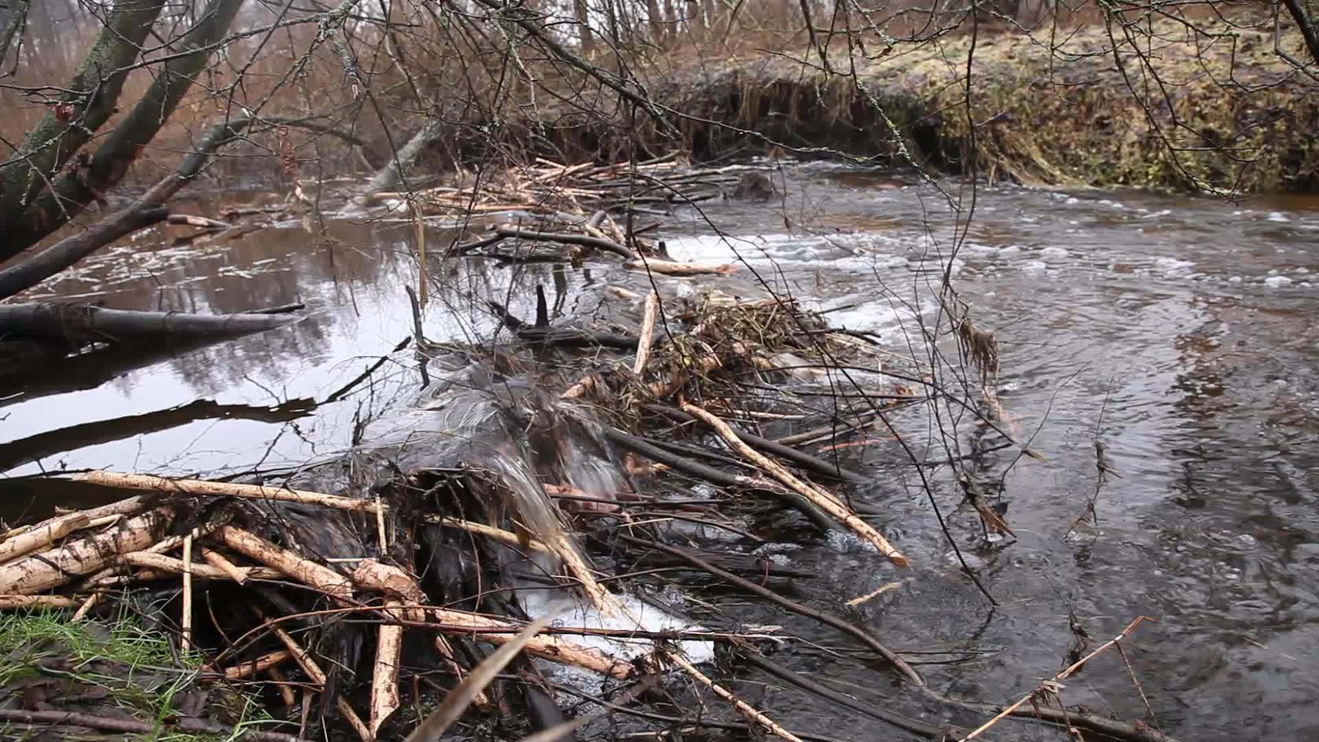 水流穿过海狸大坝视频的预览图