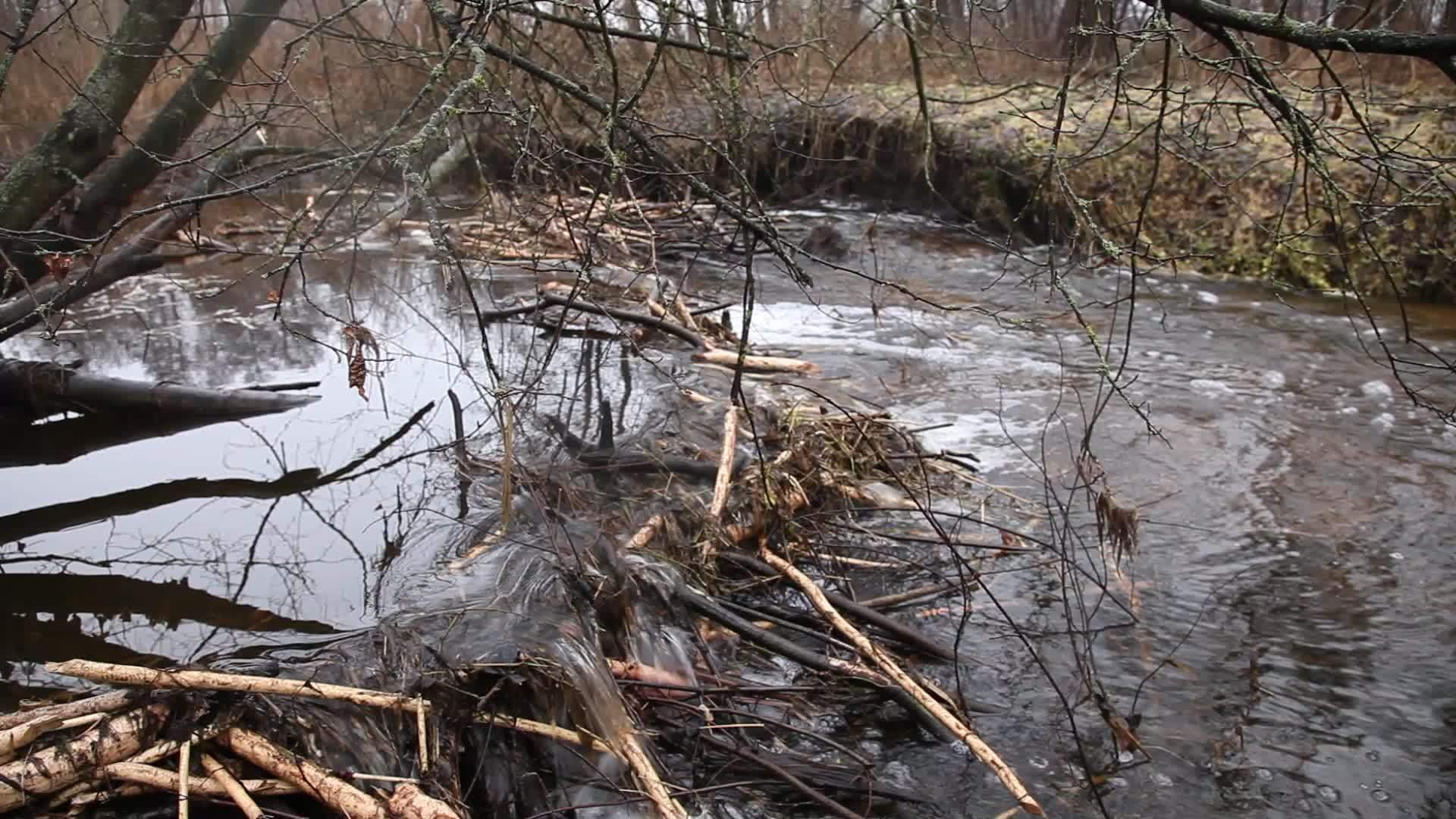 水流穿过海狸大坝视频的预览图