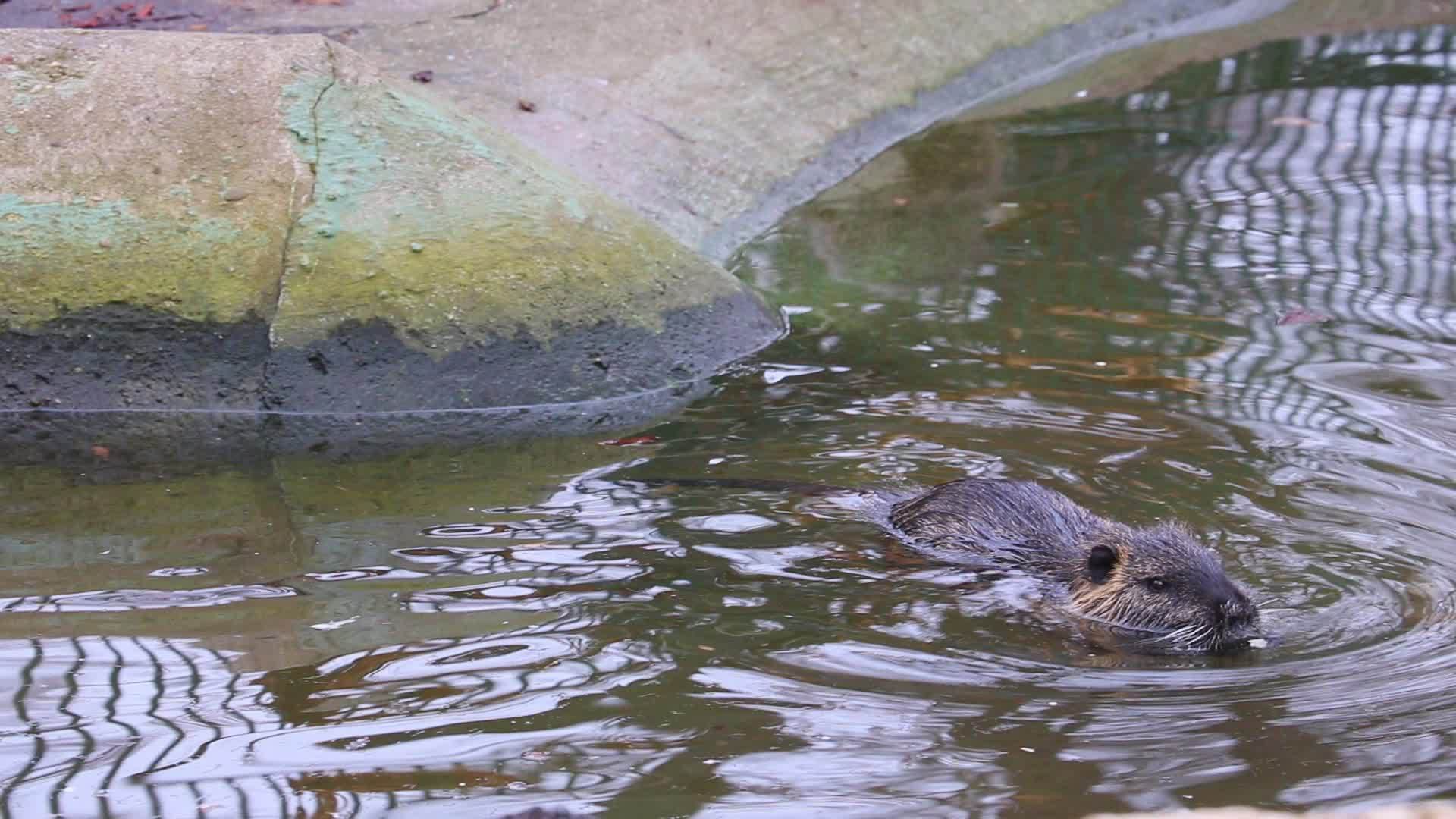 水中游泳的野生动物营养导致半水生生活方式视频的预览图