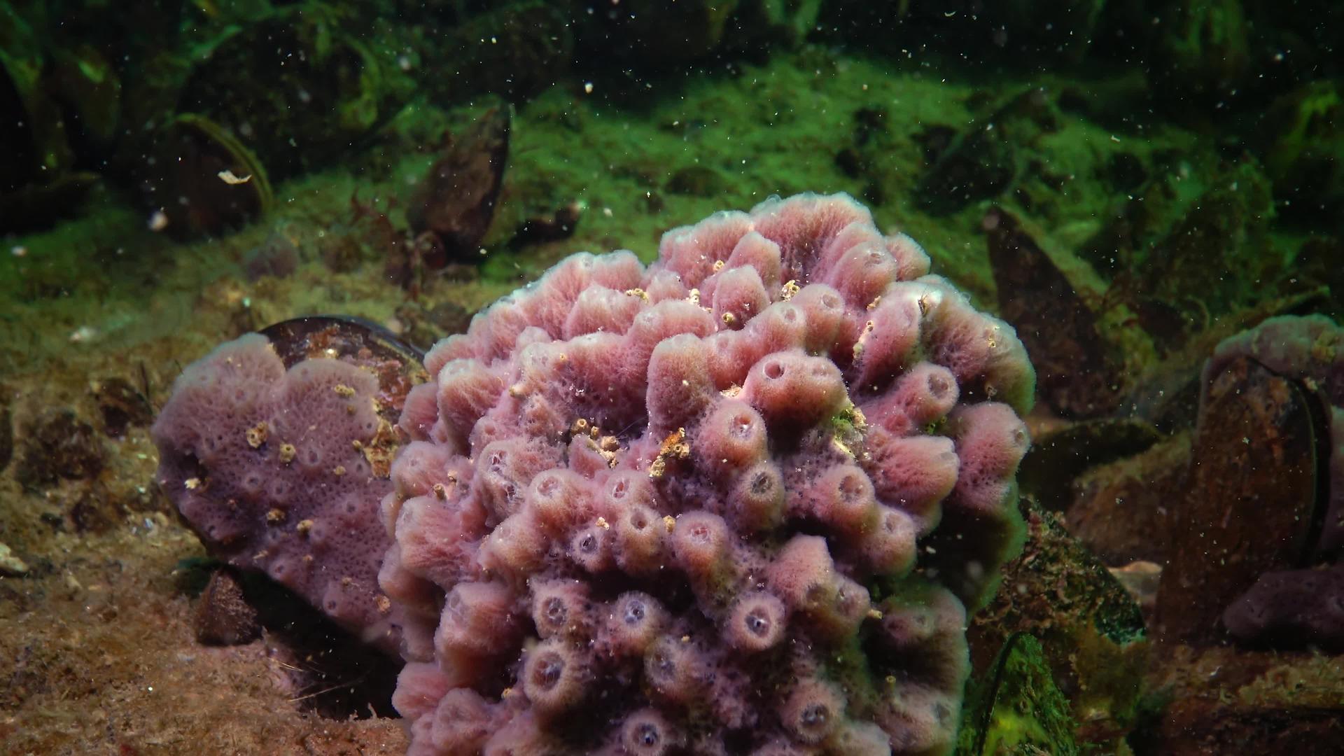 黑海礁上的红粉海绵海绵视频的预览图