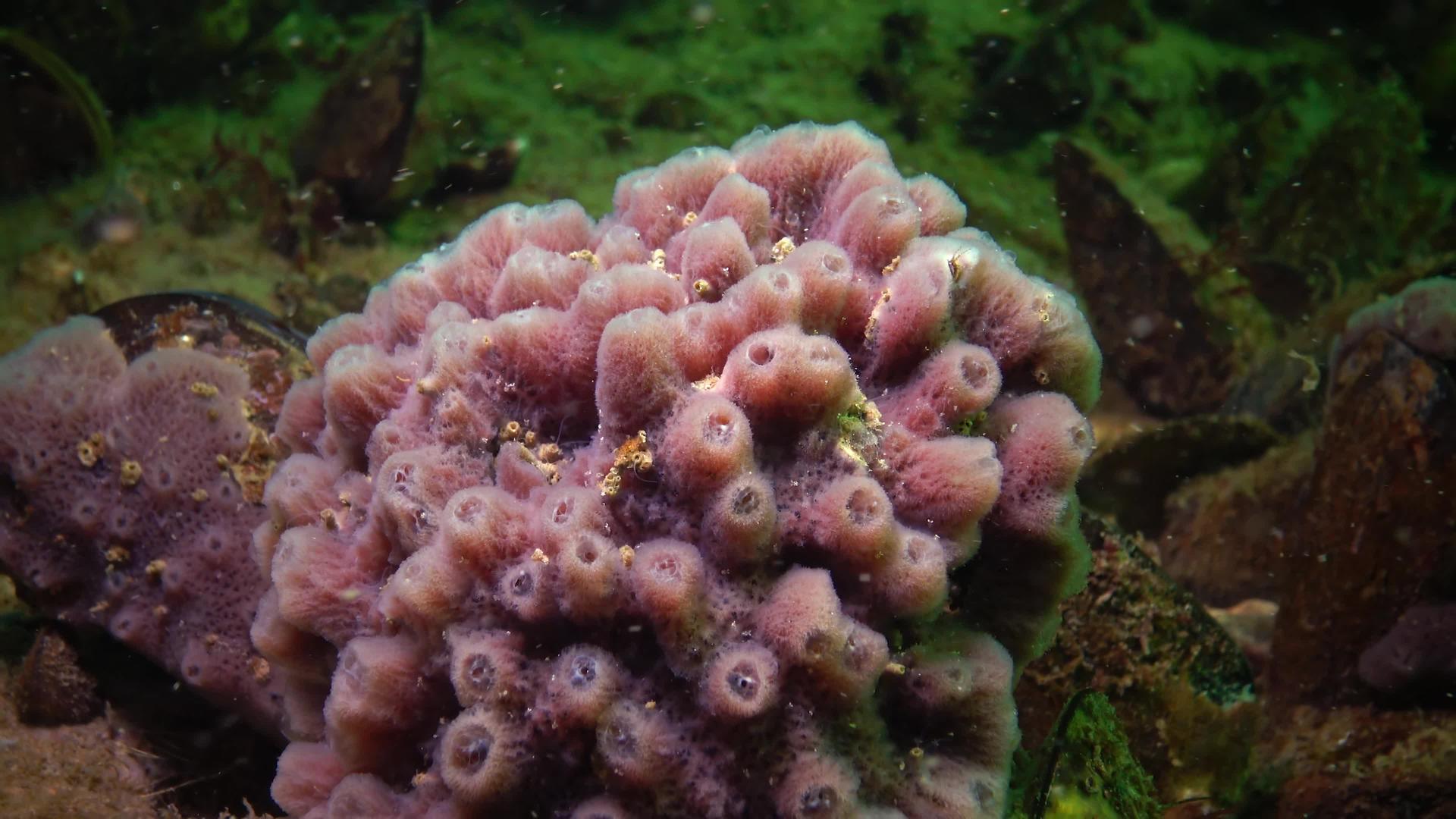 黑海礁上的红粉海绵海绵视频的预览图