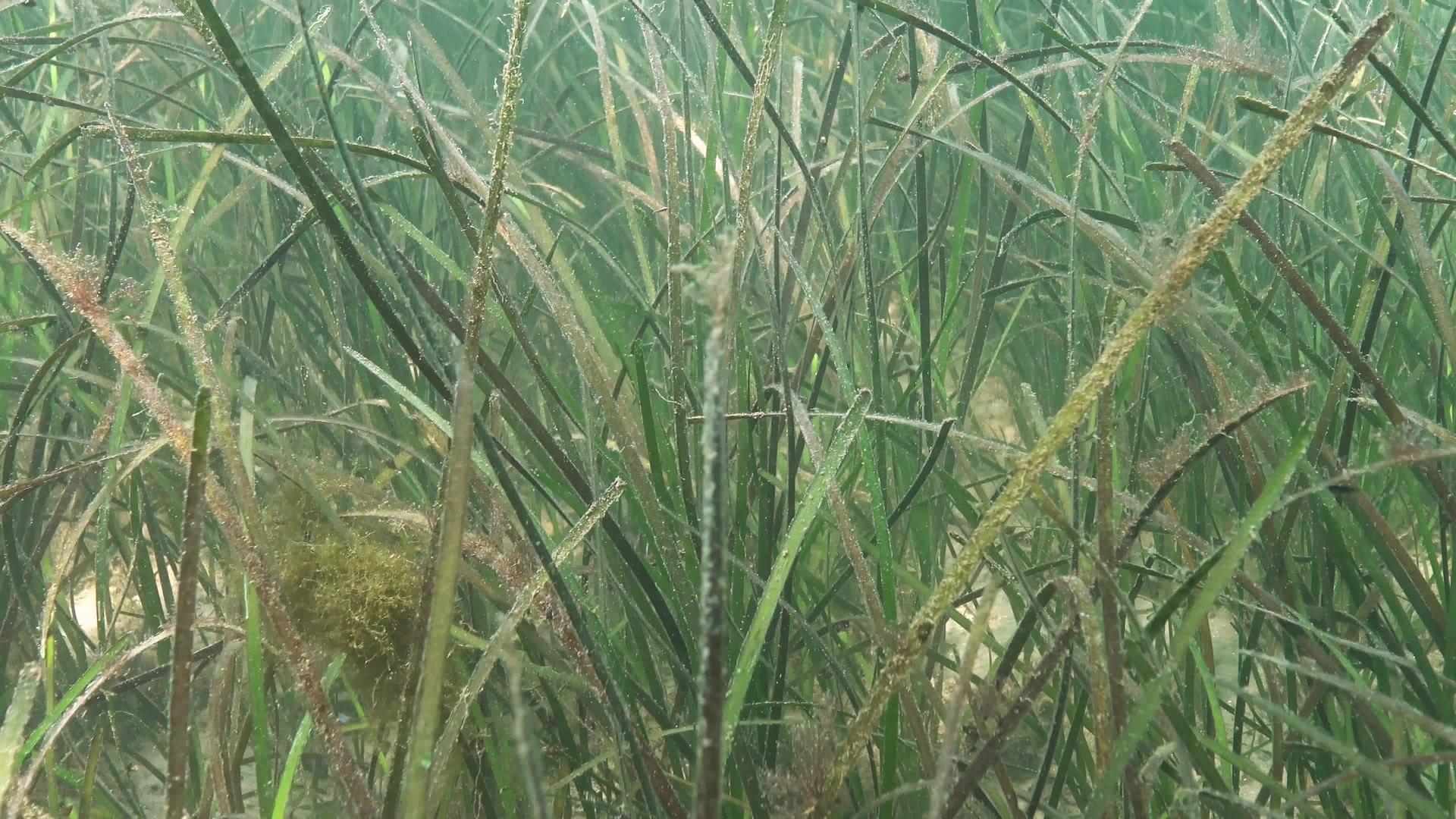 黄海草生长过多食性绿藻水生开花植物视频的预览图