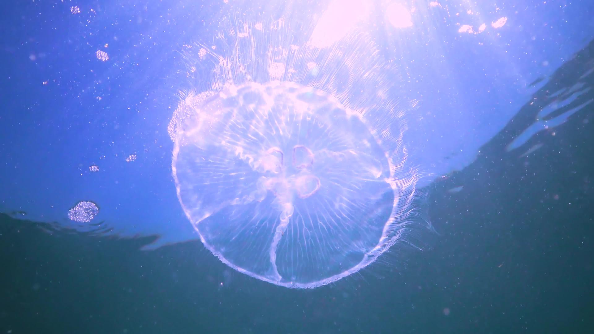 Aureliaaurita月亮果冻月亮水母普通水母视频的预览图