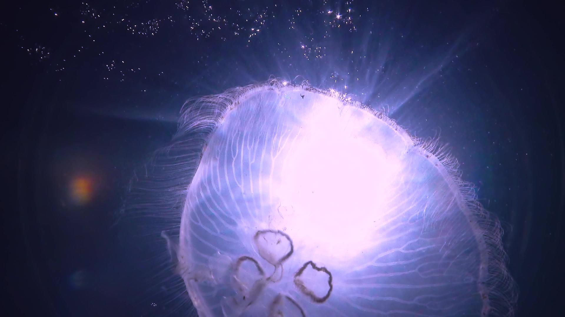 Aureliaaurita月亮果冻月亮水母普通水母视频的预览图