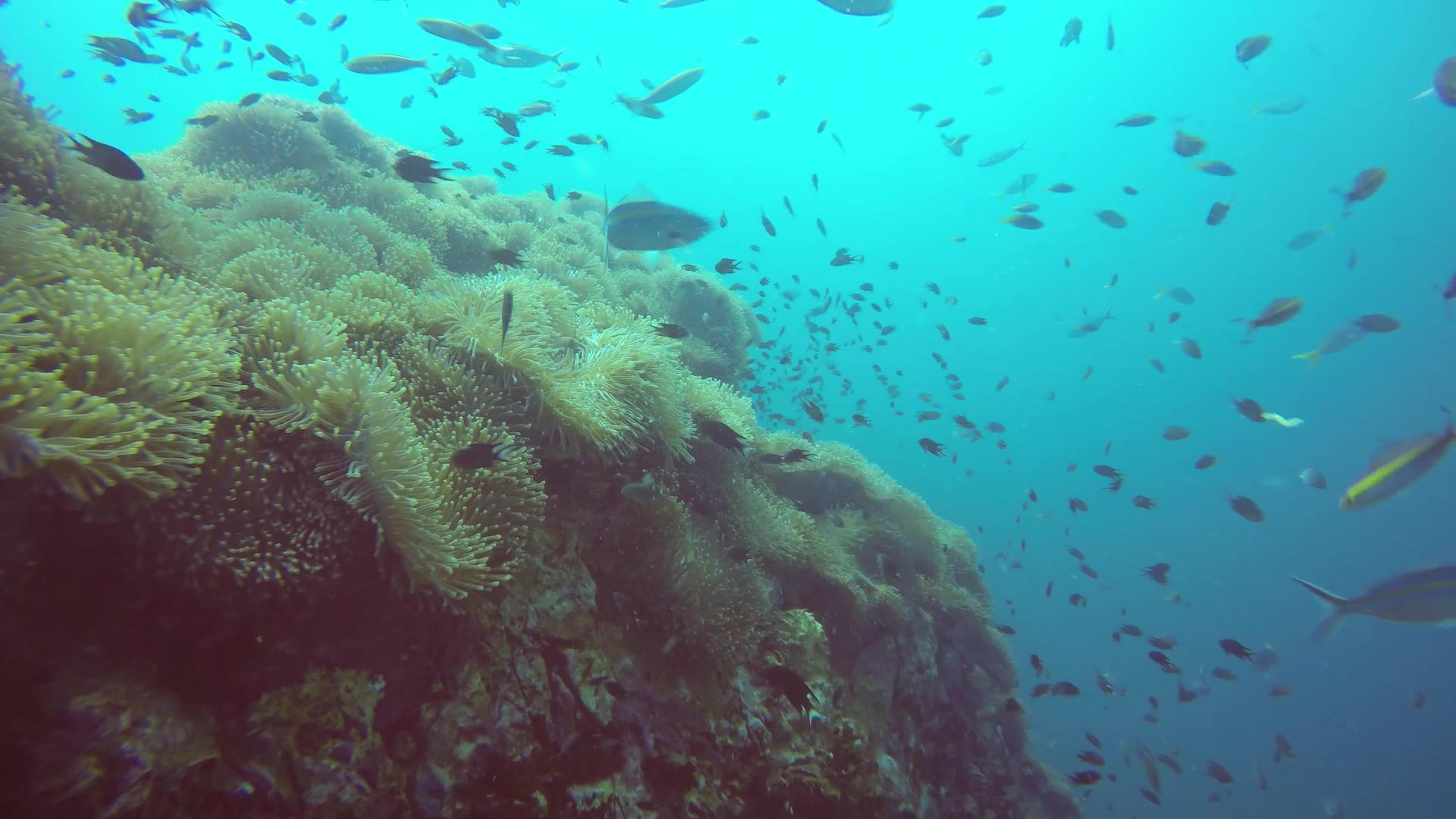 水下五颜六色的热带珊瑚礁花园海景海鱼群视频的预览图