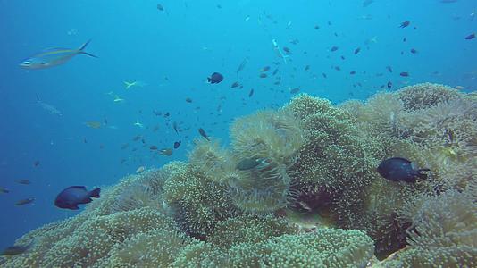 水下五颜六色的热带珊瑚礁花园海景海鱼群视频的预览图