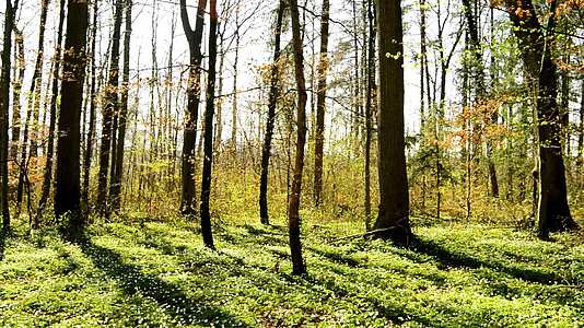 春天在德国的森林里视频的预览图
