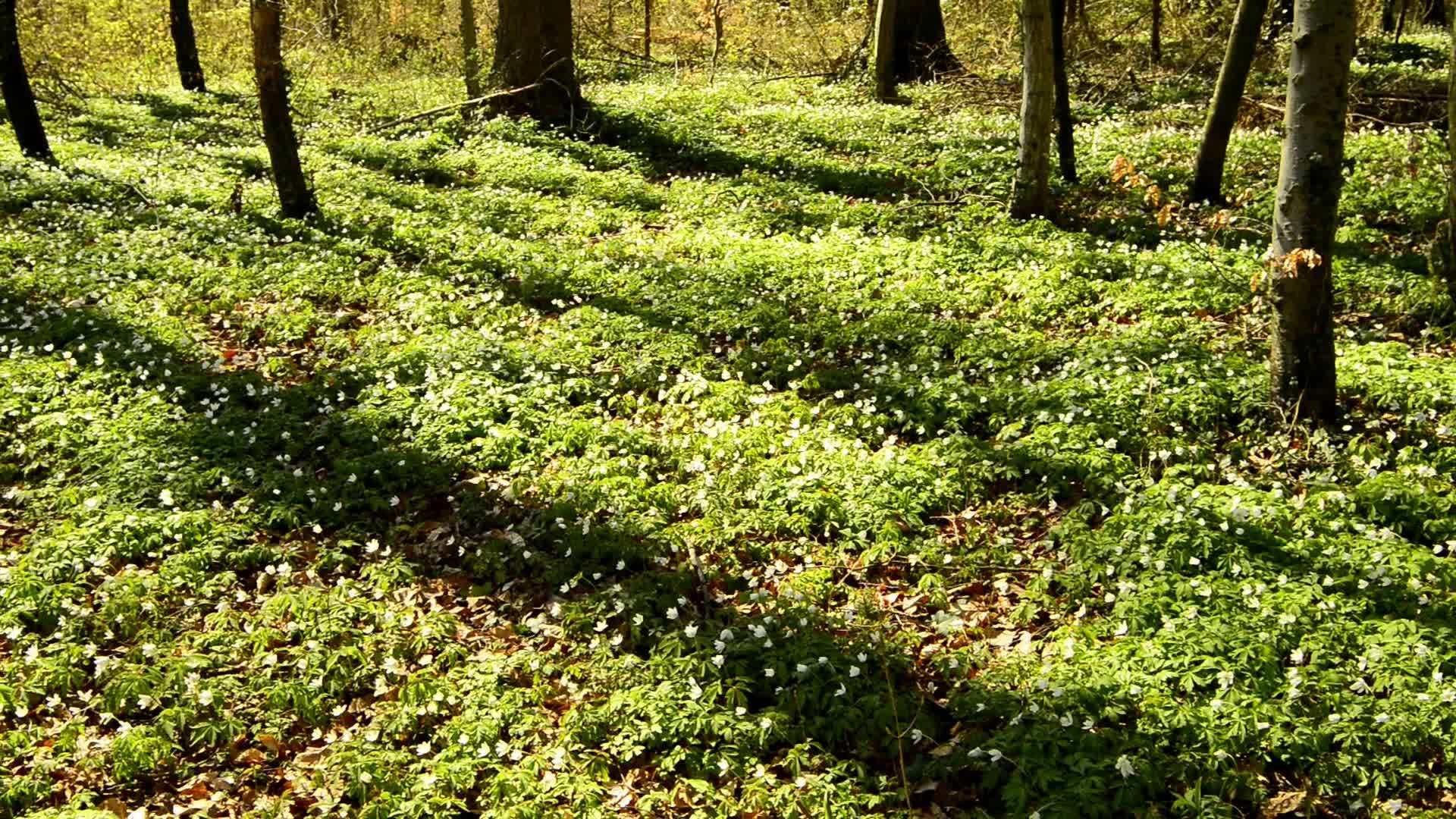 春天在德国的森林里视频的预览图