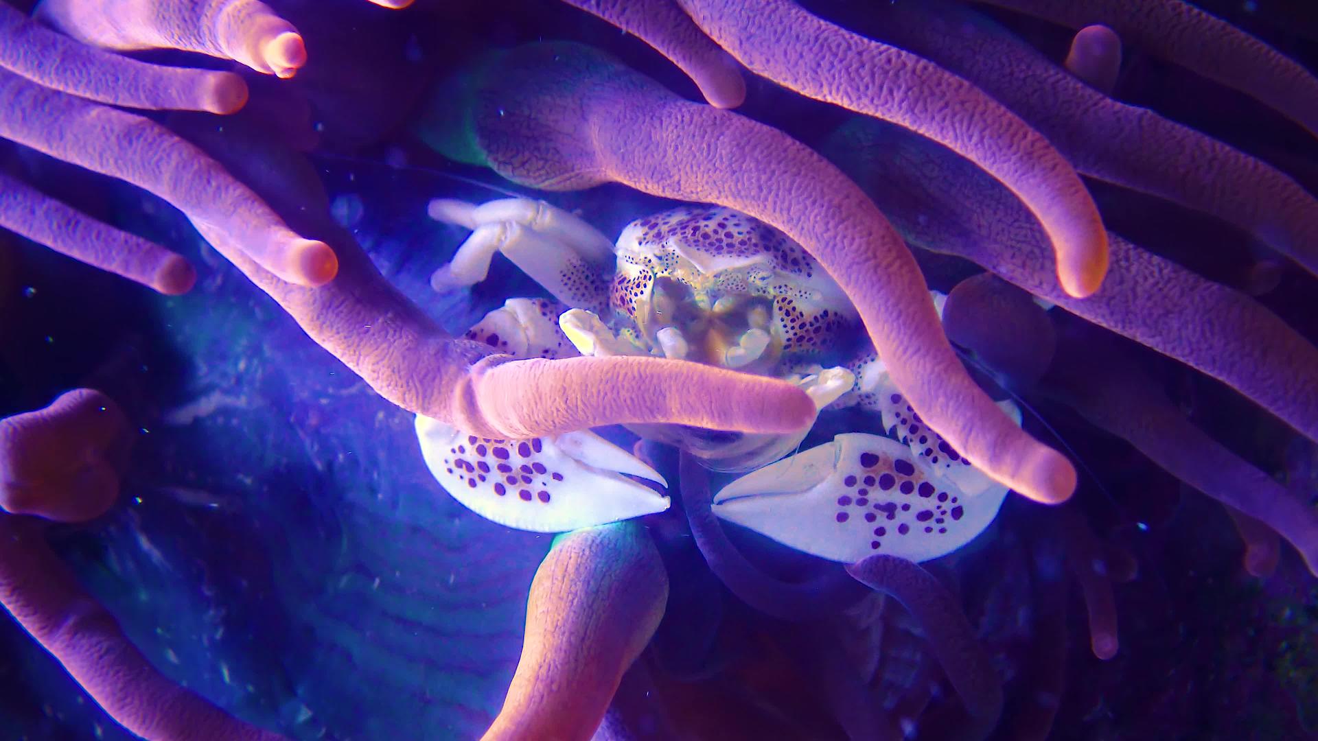 热带螃蟹藏在大型捕食性海葵中水族馆凸轮新球衣视频的预览图