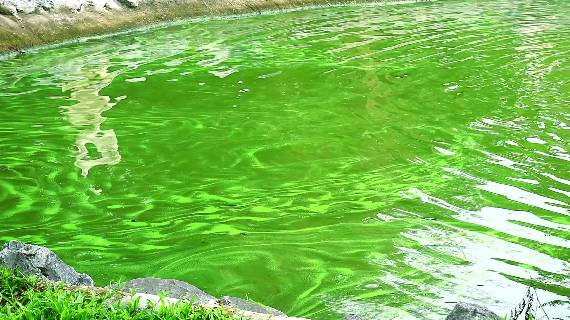蓝绿藻对生物有害影响神经系统和肝脏的毒素视频的预览图