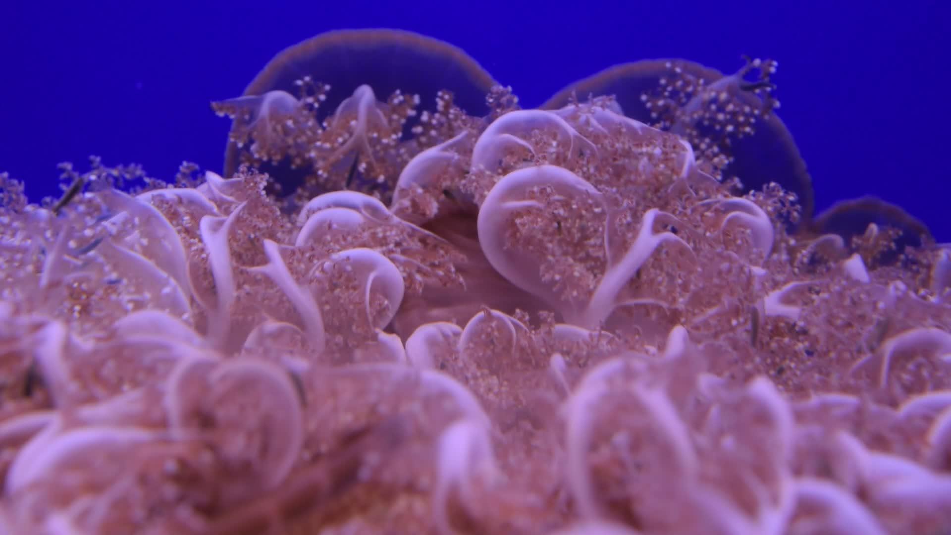 许多粉色水母在蓝色海水中视频的预览图