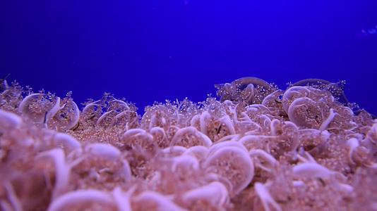 许多粉色水母在蓝色海水中视频的预览图