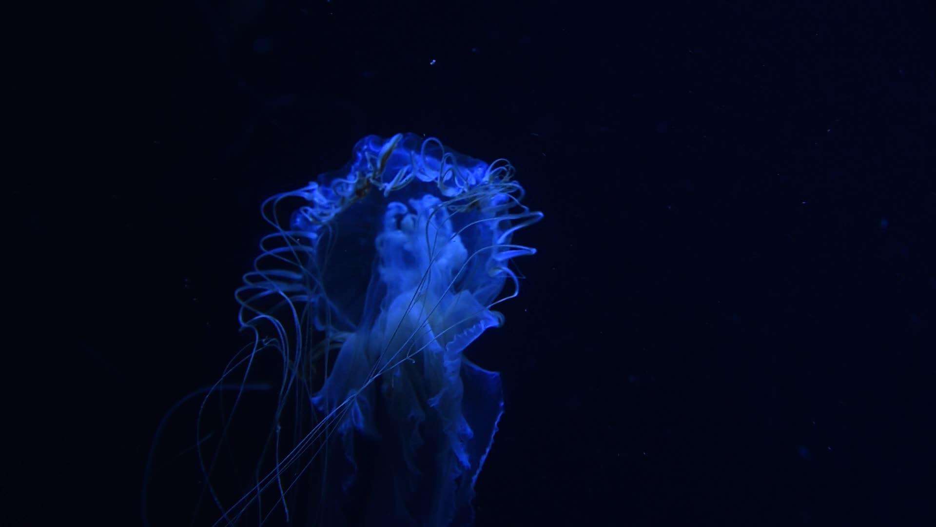 水母在蓝光的水中游泳视频的预览图