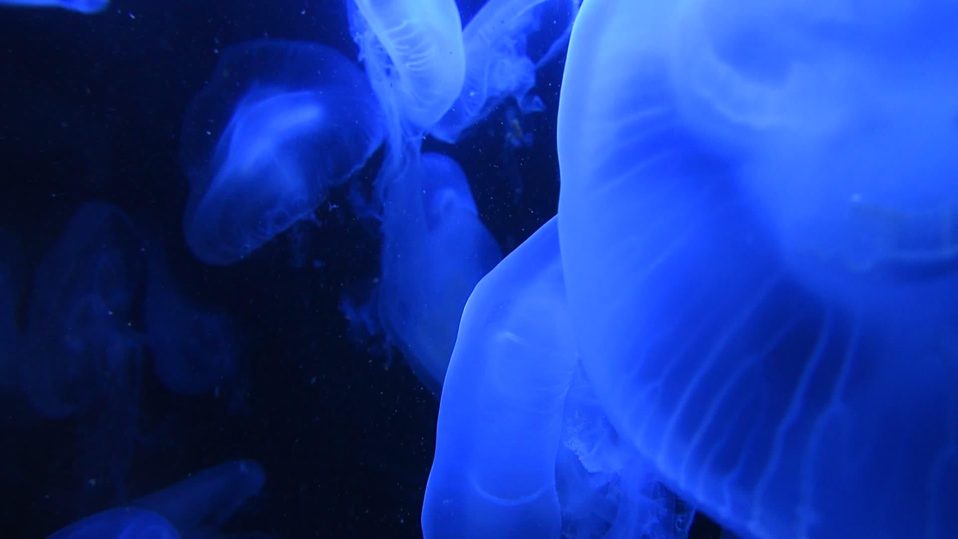 许多水母在蓝光下游泳视频的预览图