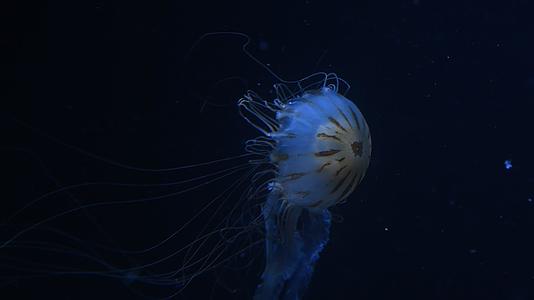 水母在蓝光的水中游泳视频的预览图