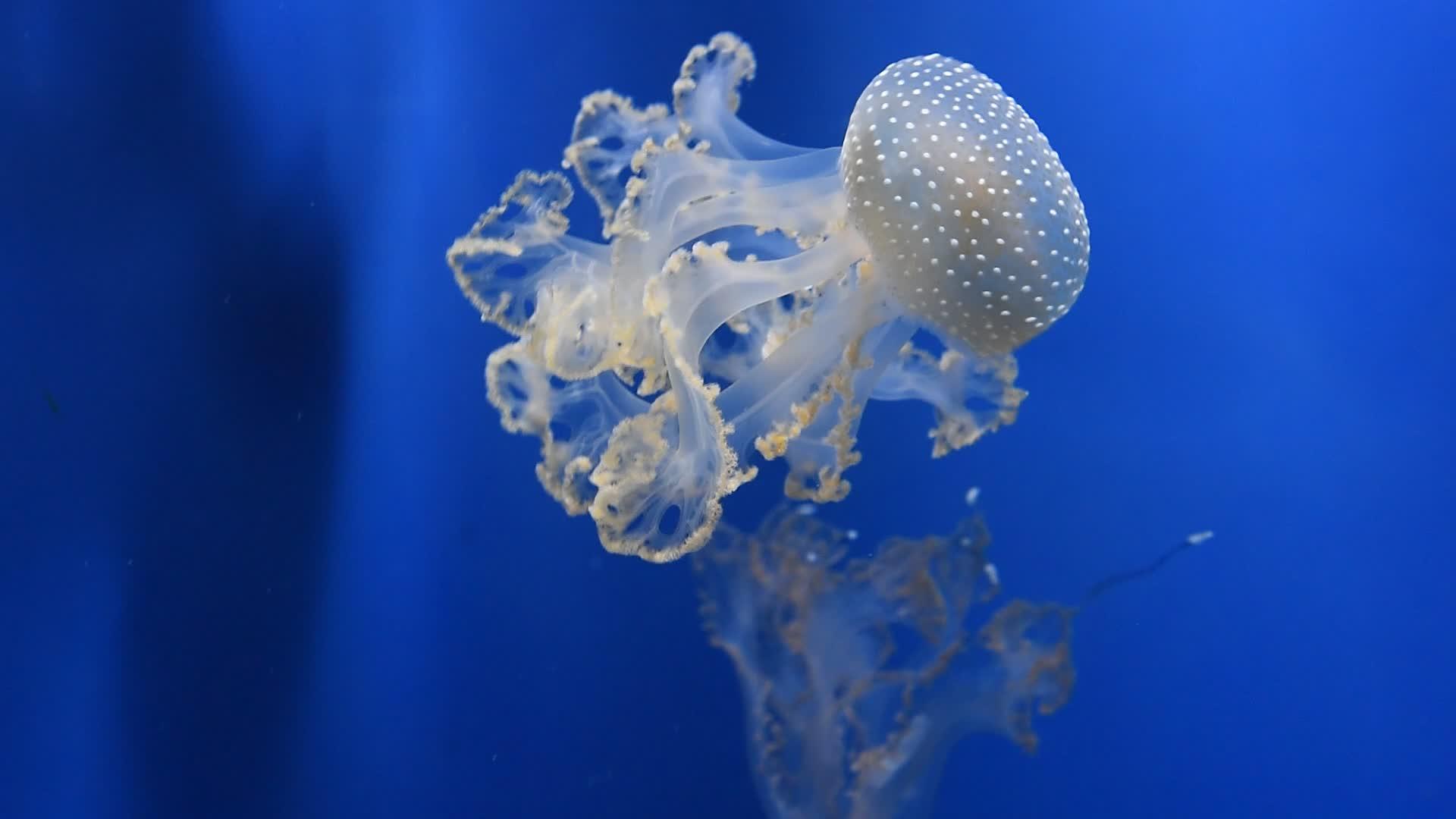 许多水母在蓝光下游泳视频的预览图