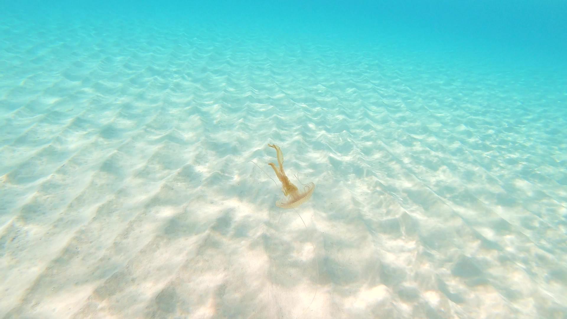 地中海以西班牙为代价的水母浮游鱼类视频的预览图