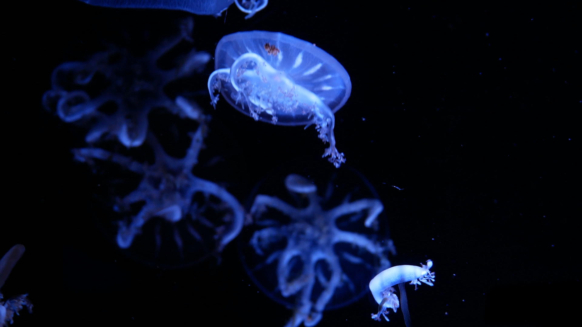 一群荧光水母在水族馆池中游泳透明水母水下镜头和发光水母视频的预览图