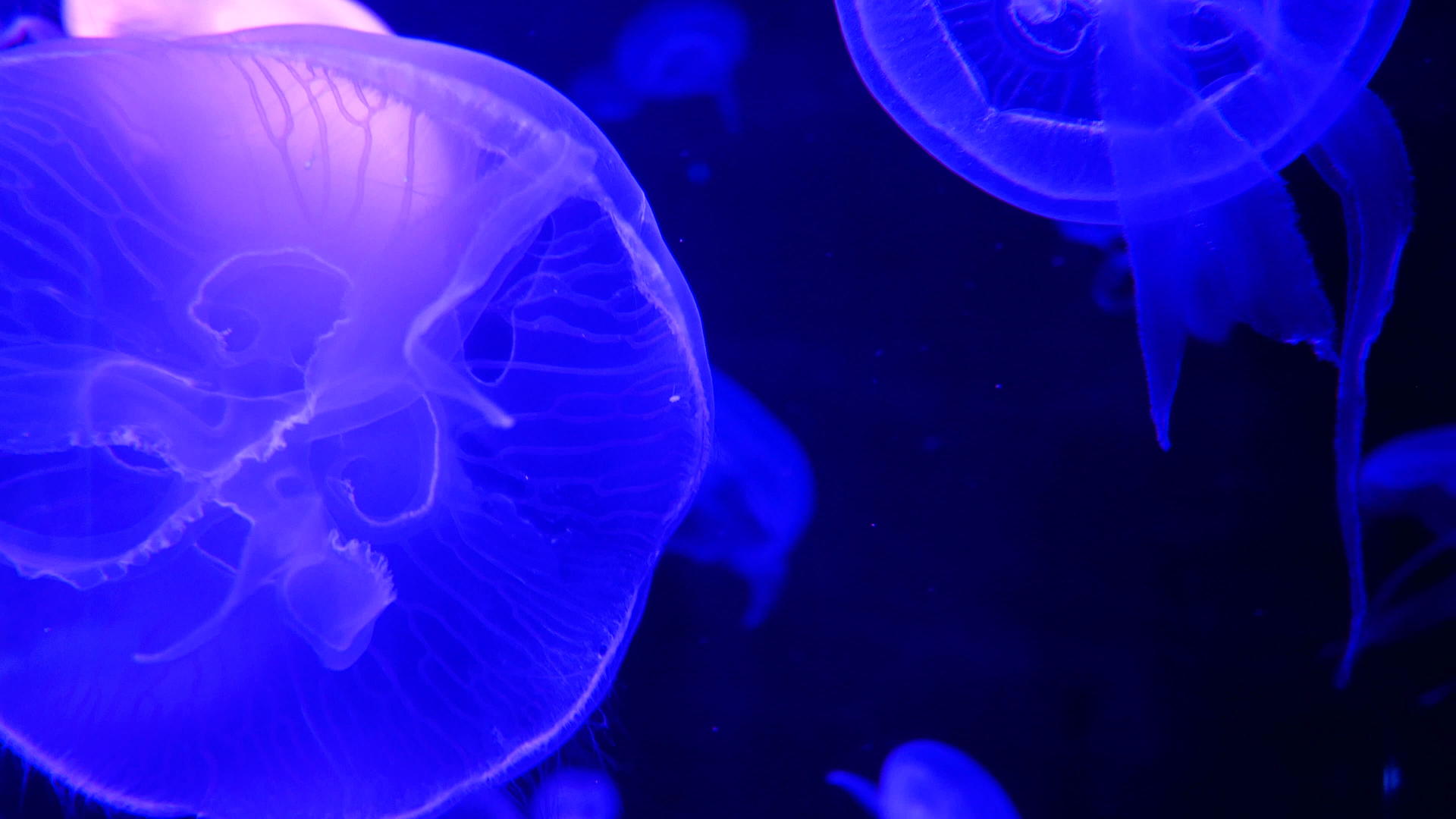 4K一群荧光水母在水族馆的水池中游泳透明水母水下镜头和透明水母水下镜头视频的预览图